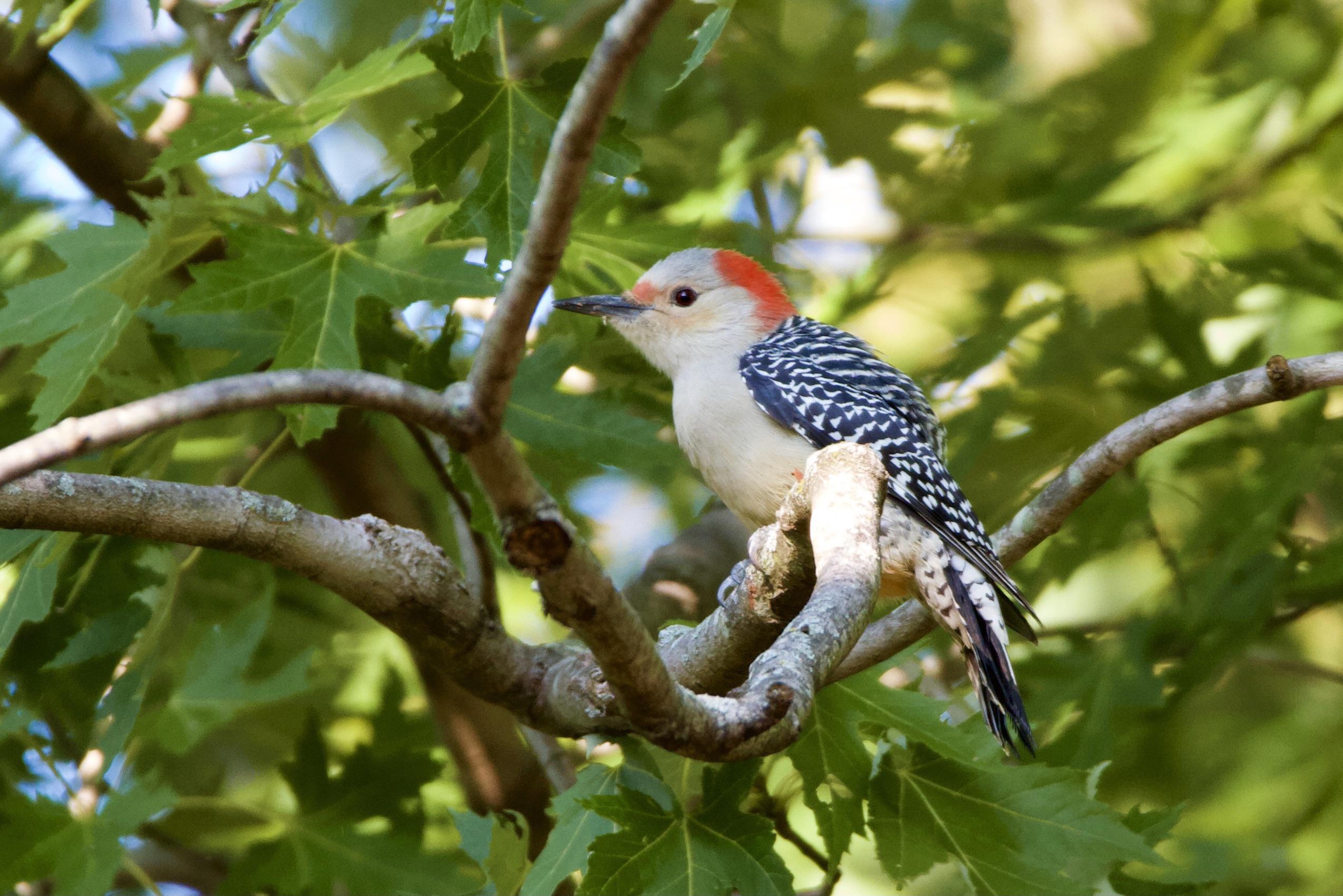 Redbellied Woodpecker on the C&O Canal (Maryland) r/birding