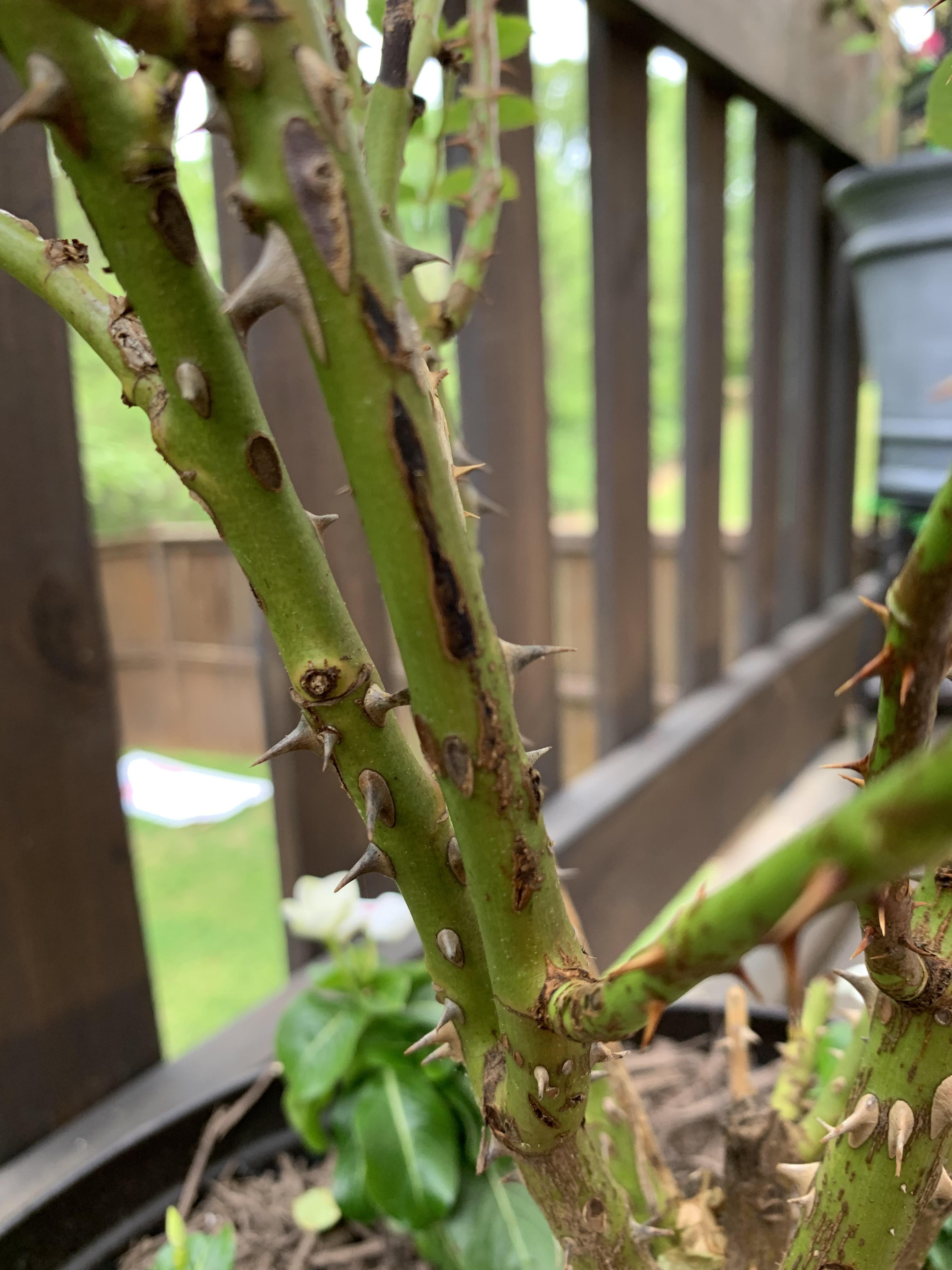 Roses may have a fungus? How do I treat this? r/Roses