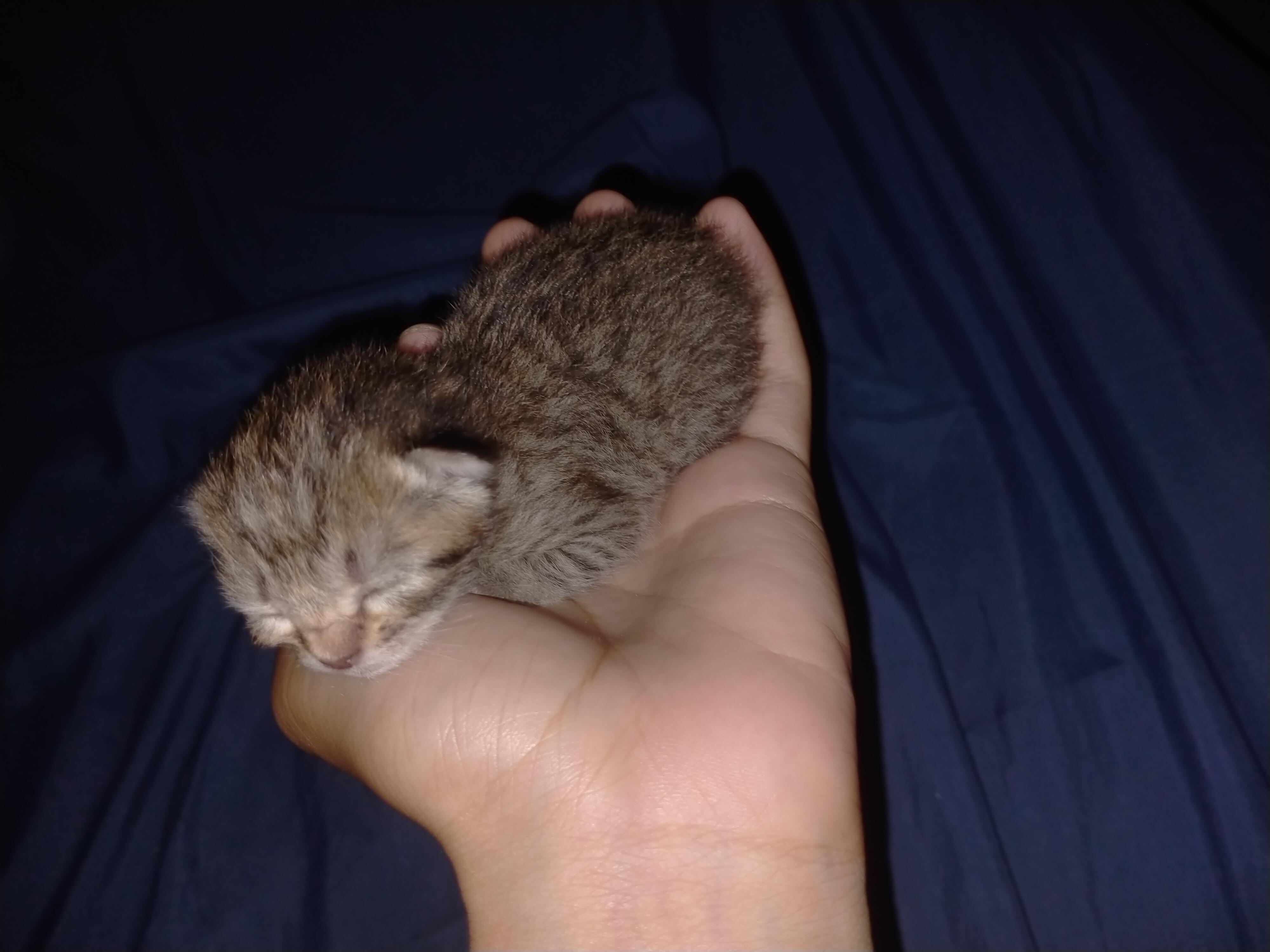 Can and will my cat who has 4 week old kittens adopt and nurse a