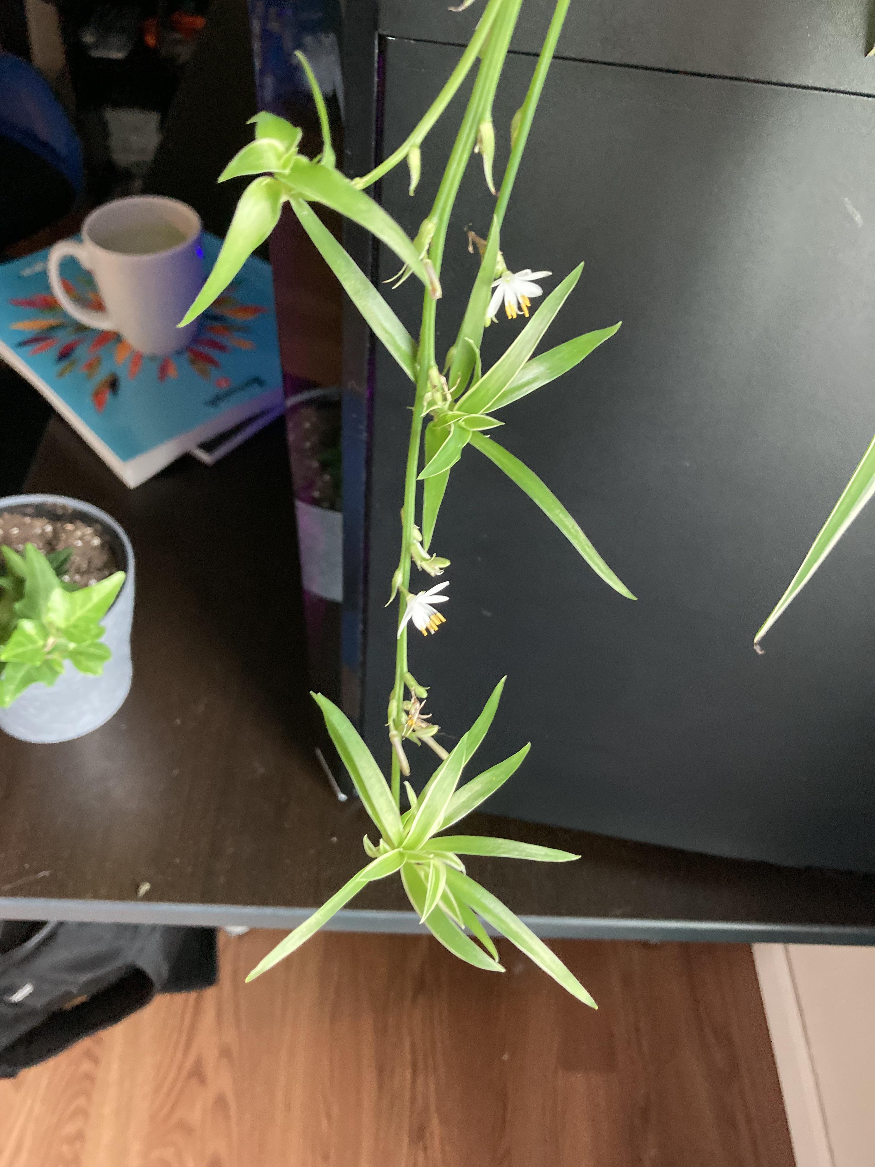 My spider plant is growing babies! r/houseplants