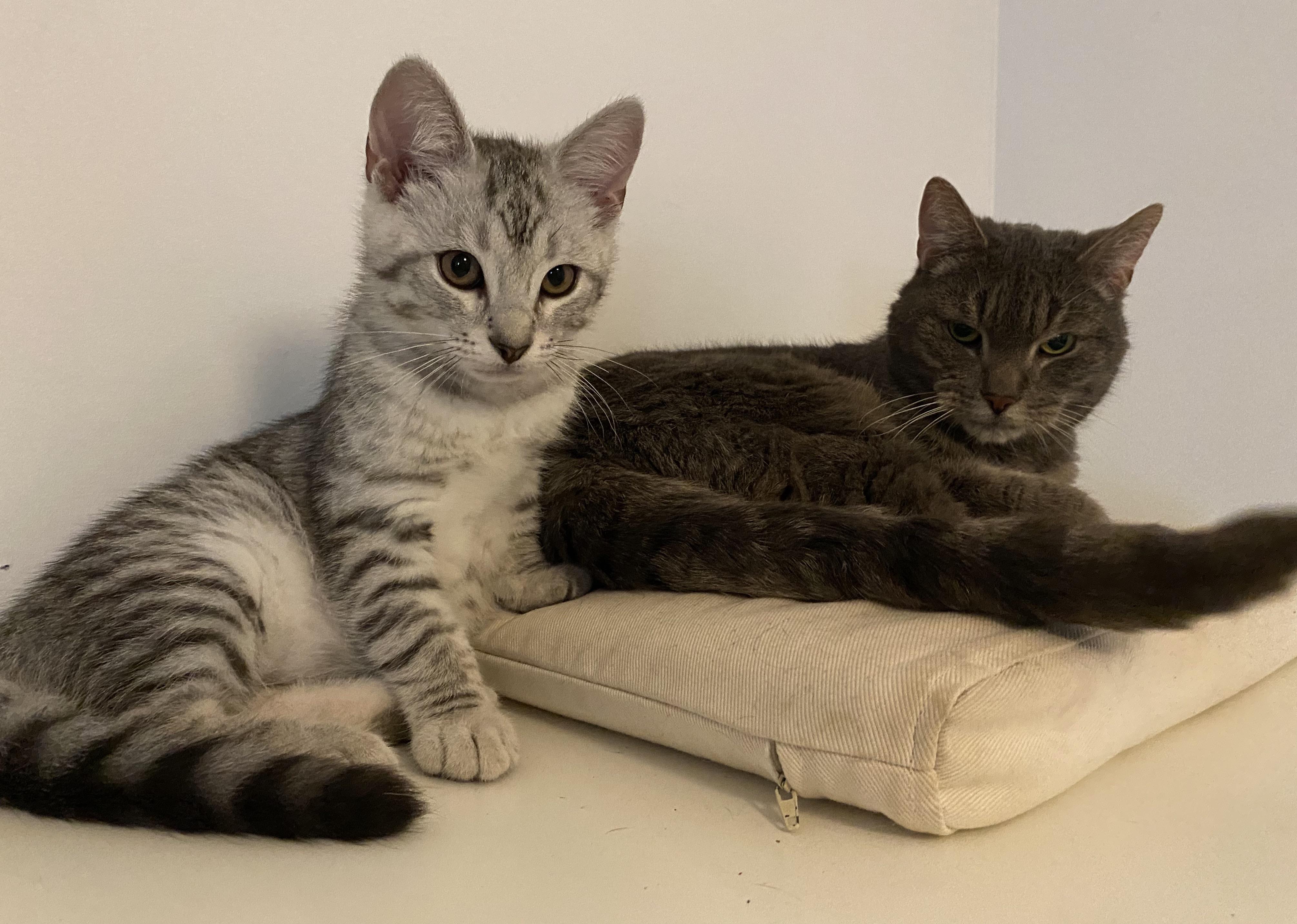 Silver Mackerel Tabby Cat