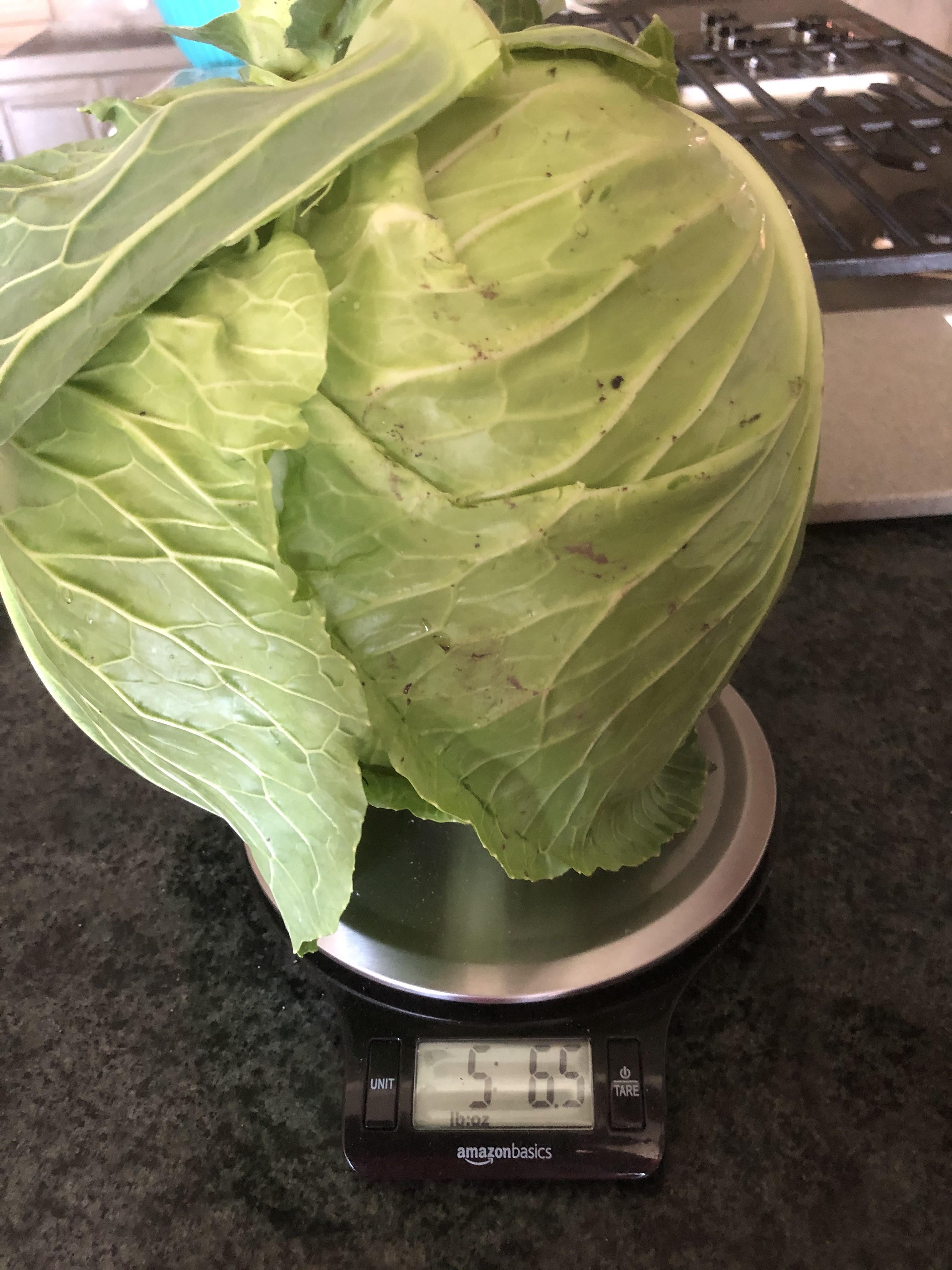 My first cabbage this year zone 3b (5.6lbs) r/gardening