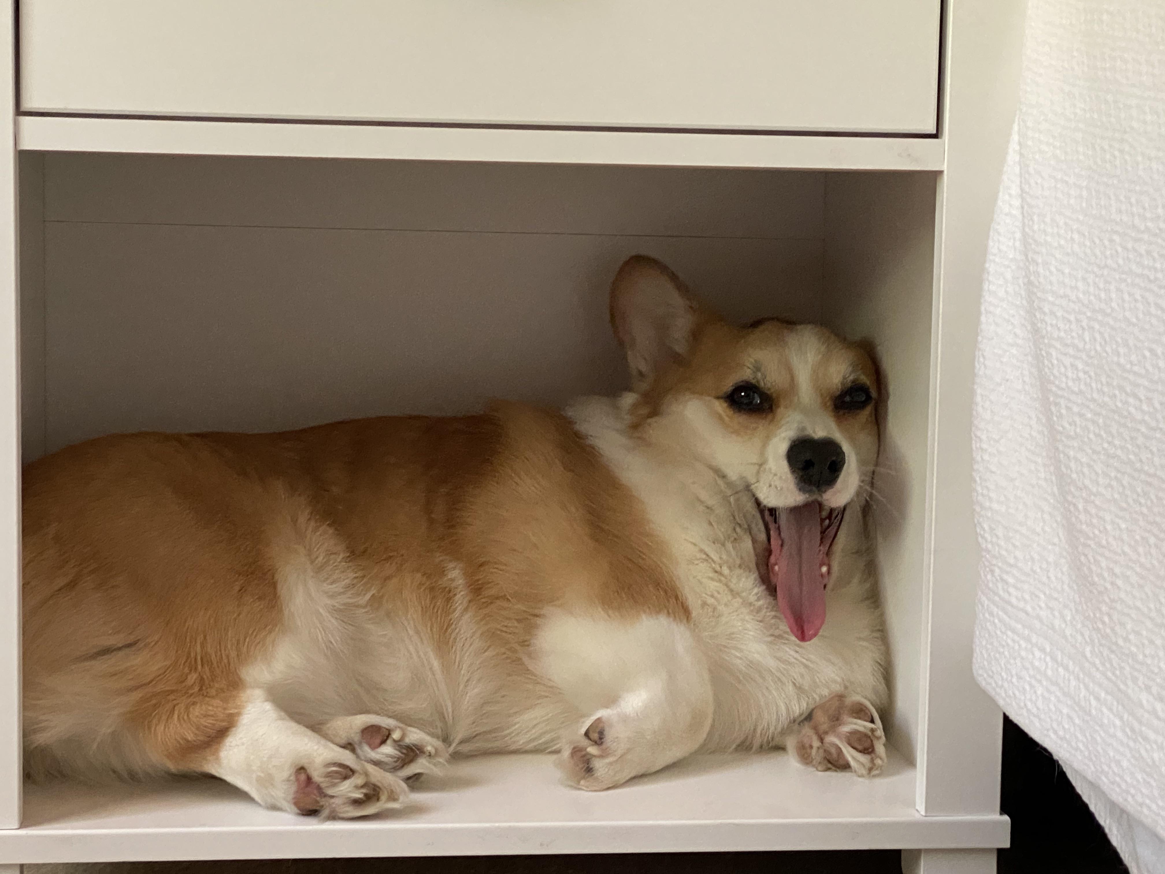 He loves his beds and crate but a little cranny is his absolute