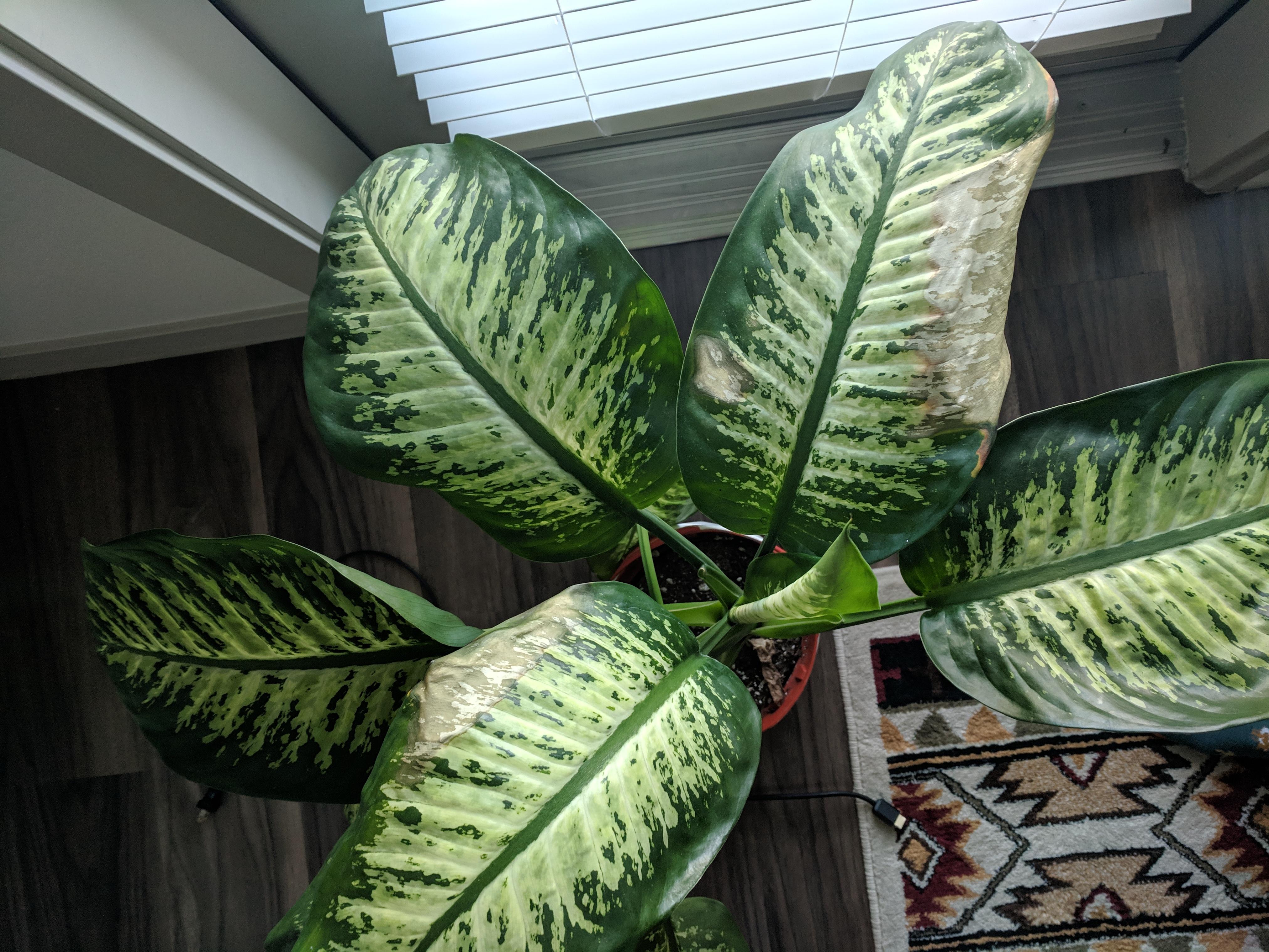 [OC] Can some help me?? My Dieffenbachia plant is developing brown
