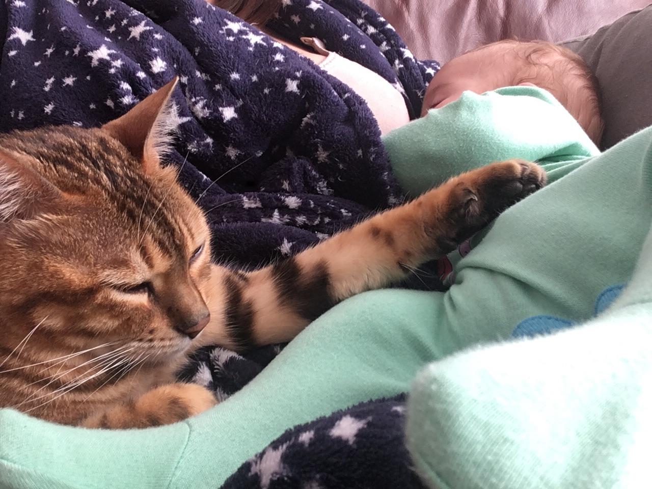 Share nicely now child and fur child r/breastfeeding