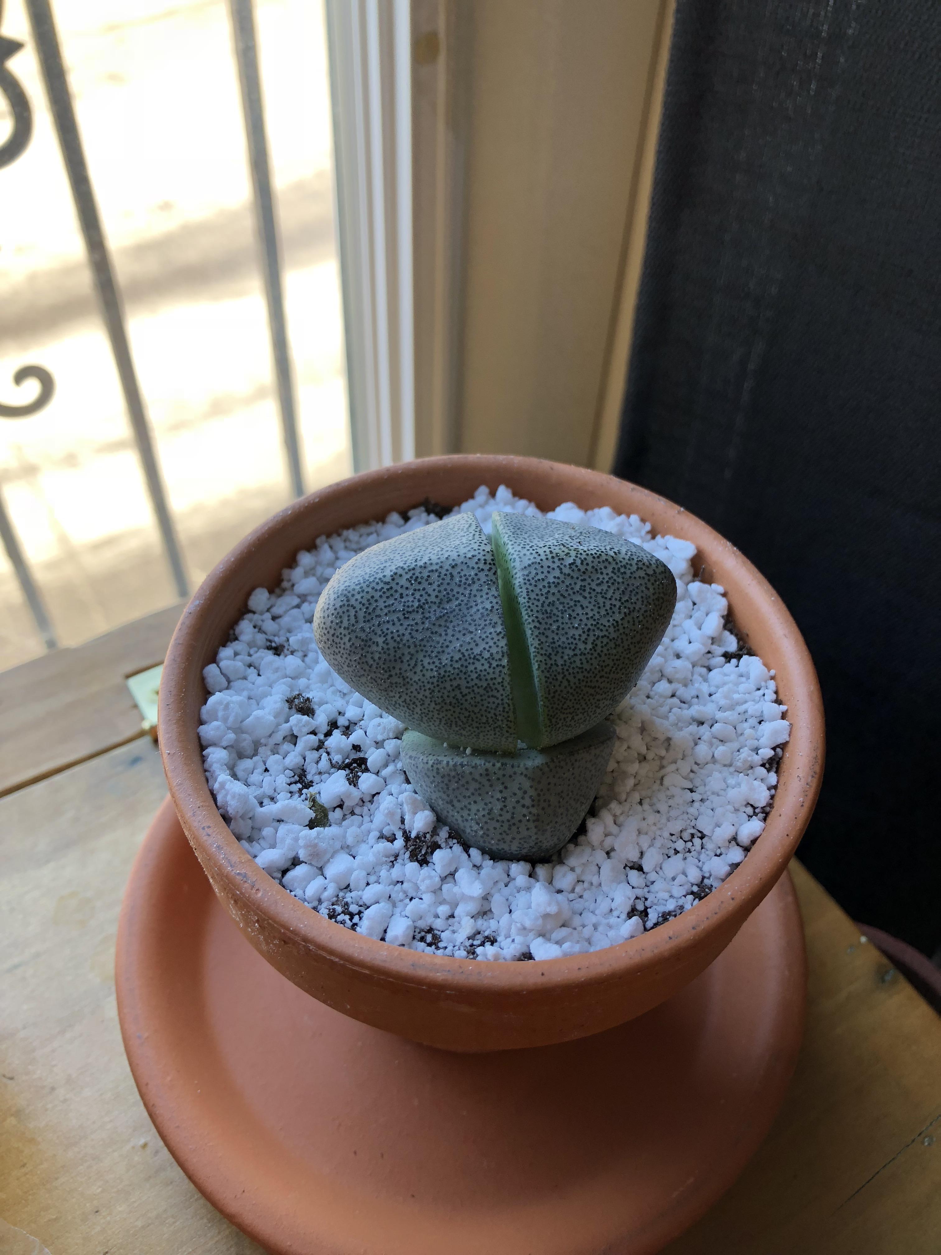 My lovely new rock boi! r/succulents