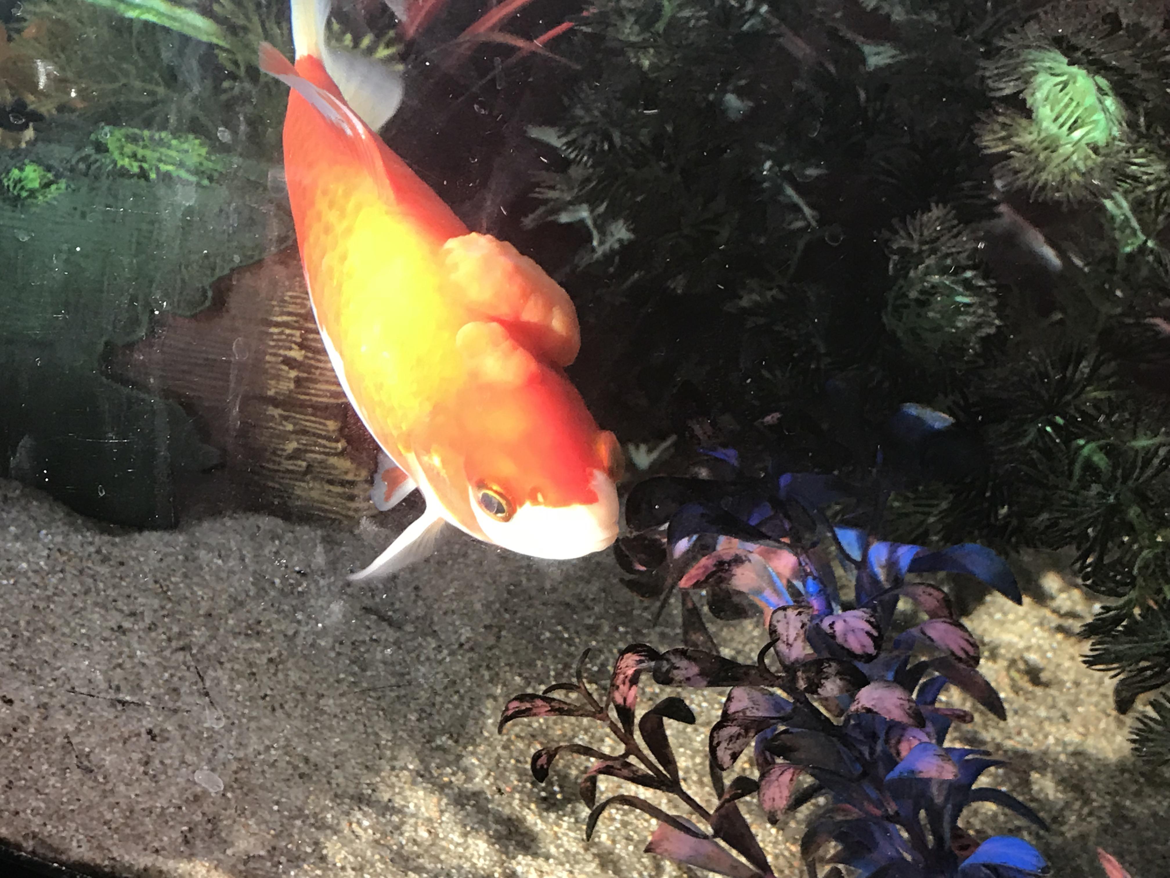 Should I be concerned? What is this growth on my koi ? I adopted these