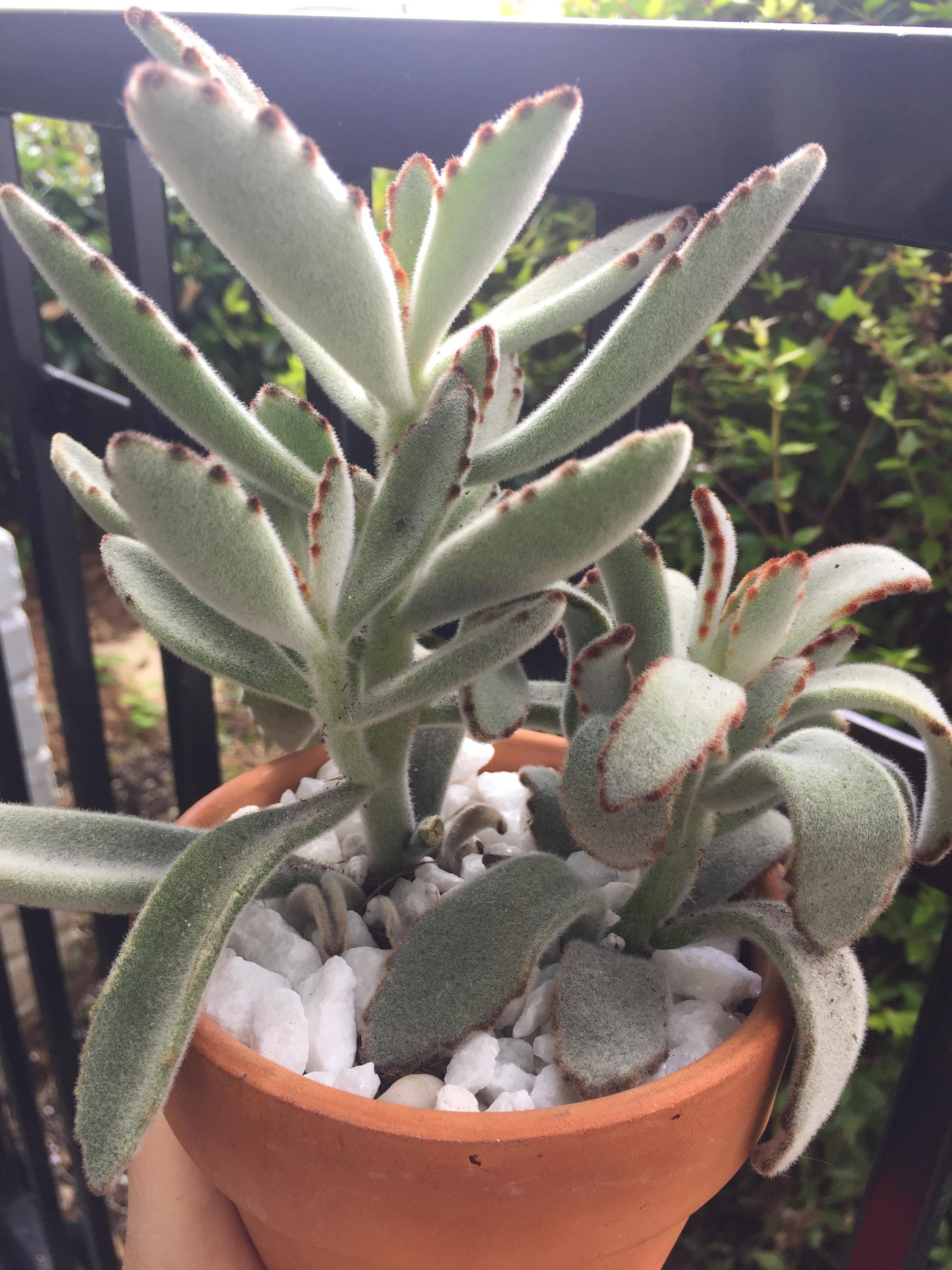 Any possible explanation for my little panda plant to droop more than