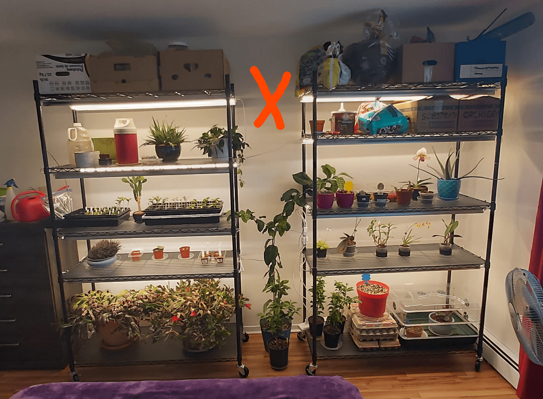 Best grow light for a lemon tree between 2 shelfs? r/Citrus
