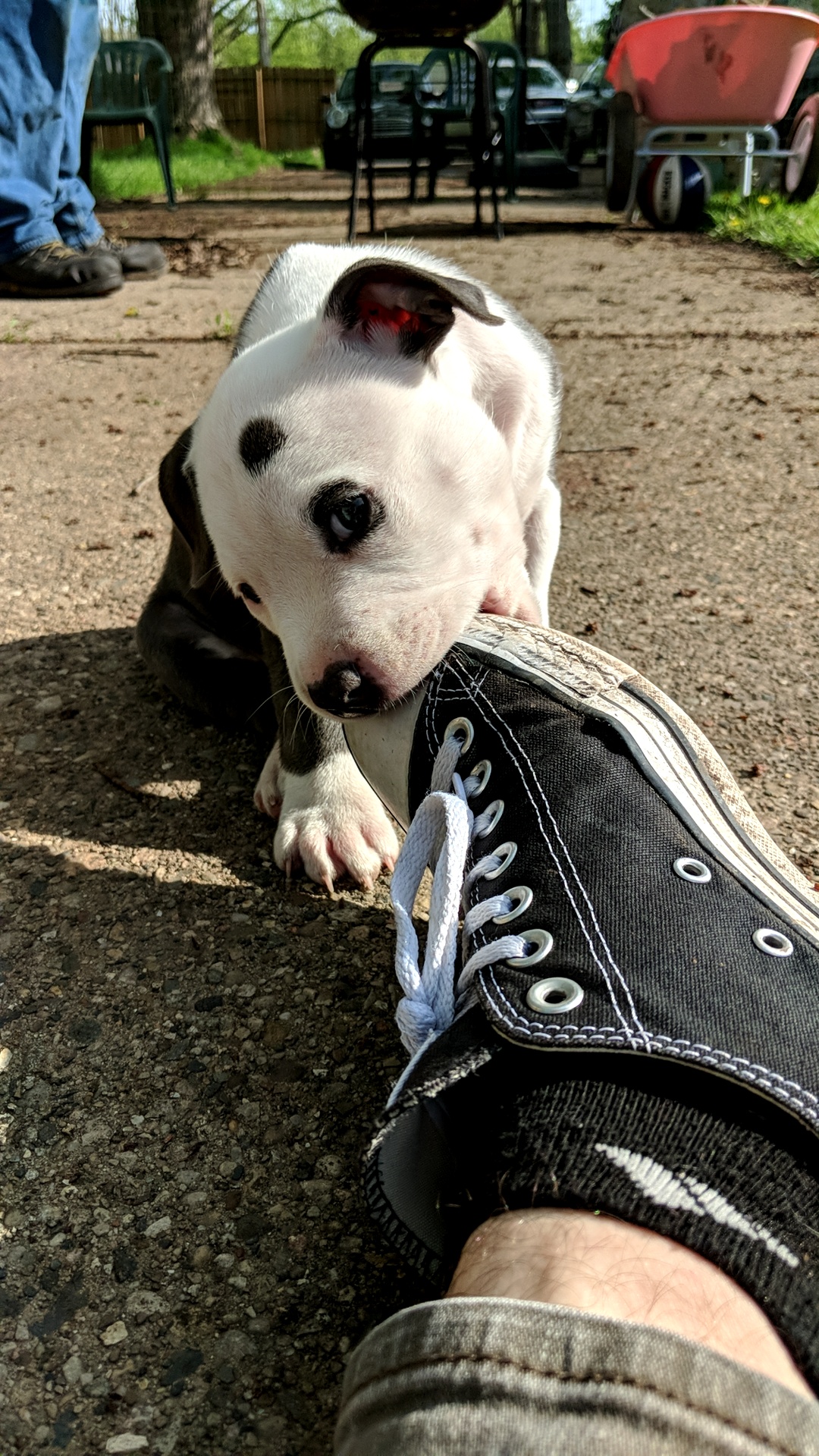 My dads pitbull puppy. Magic. He loves shoes. r/pitbulls
