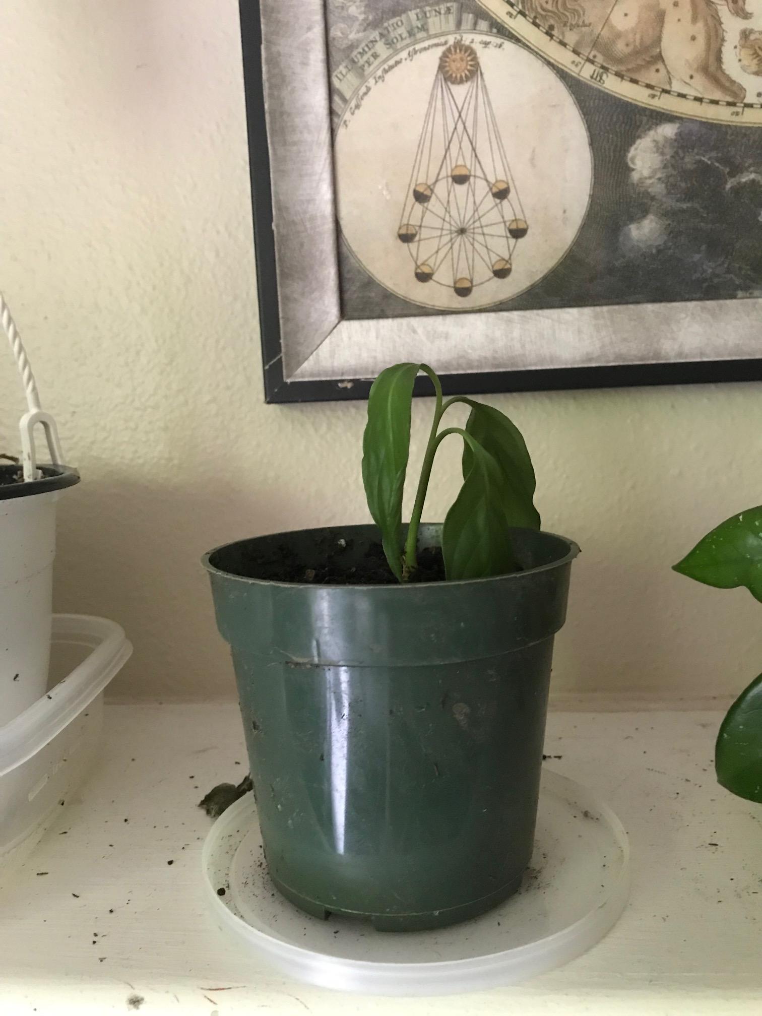Peace Lily Wilting r/plantclinic