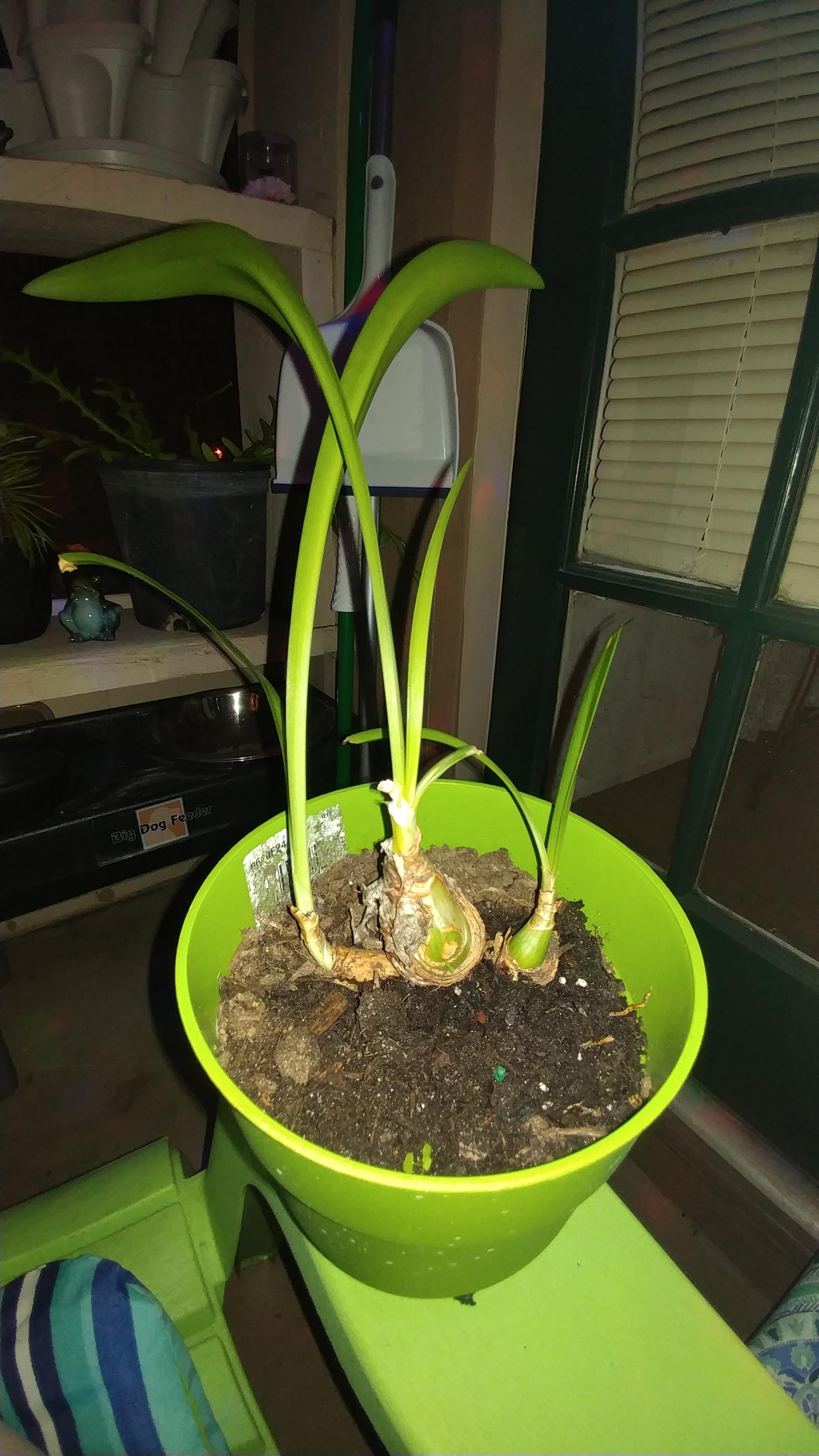 What is this?? We got this plant when it was just a bulb. It looked