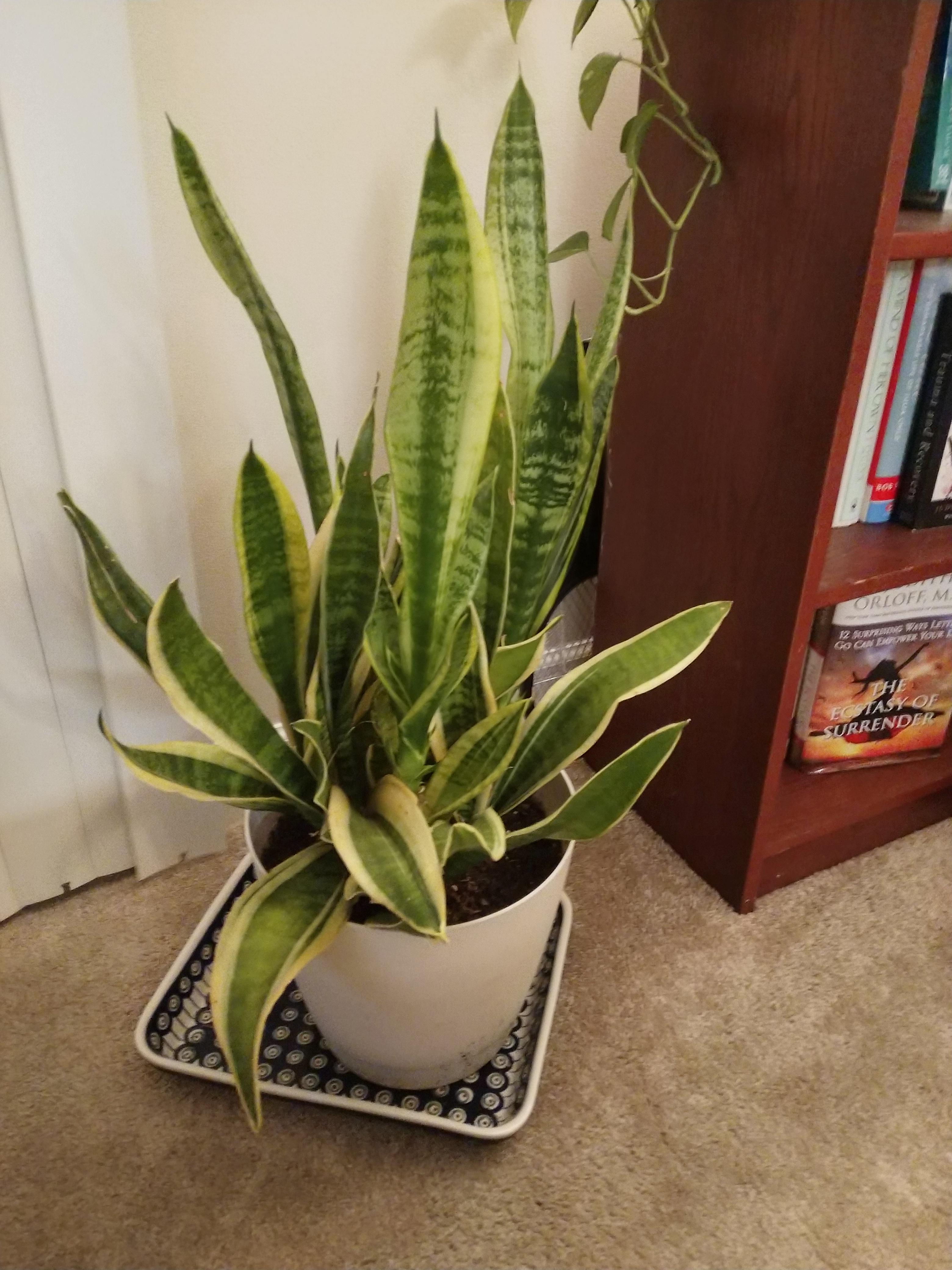 Snake plant has some leaves with dried out tips. Any tips to keep it