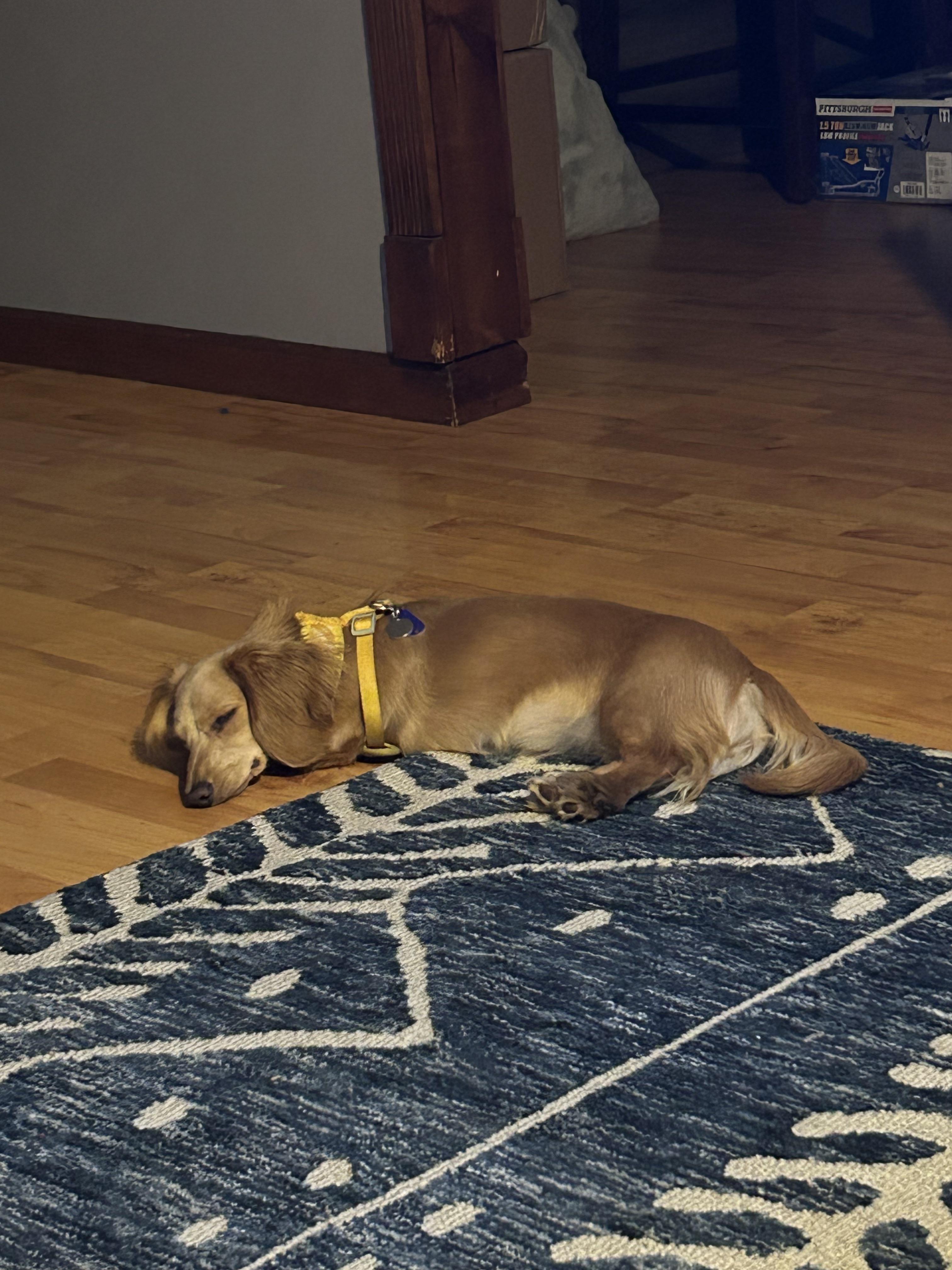 Best way to trim foot hair r/Dachshund