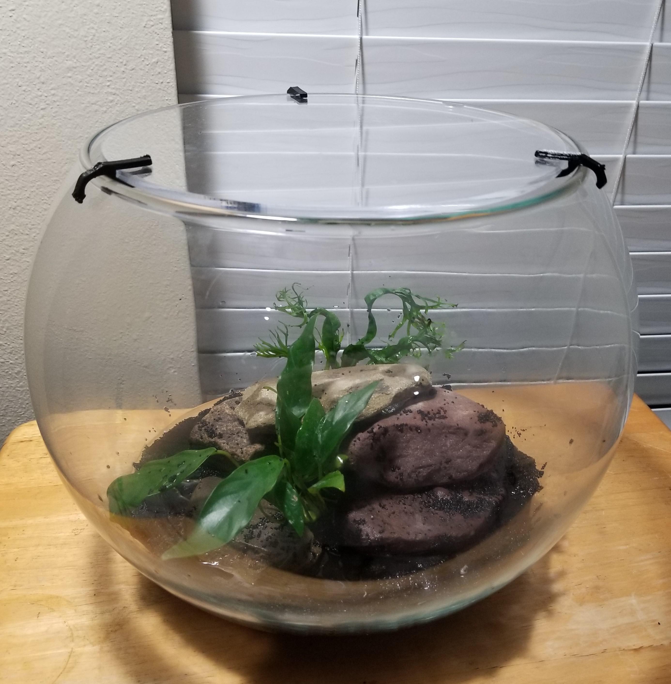 I laser cut and 3D printed a lid for my new planted bowl! r/PlantedTank