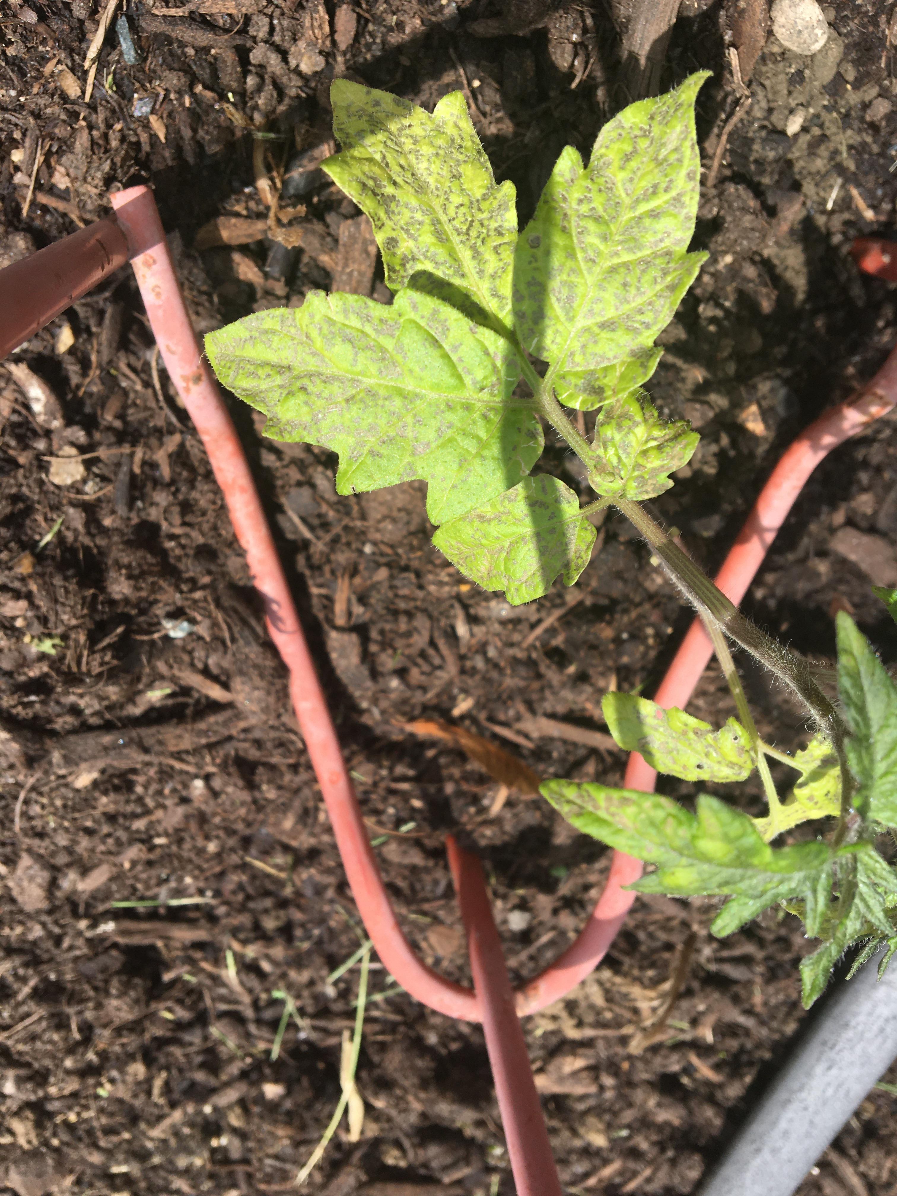 Any idea what’s affecting my young tomato plants? r/gardening