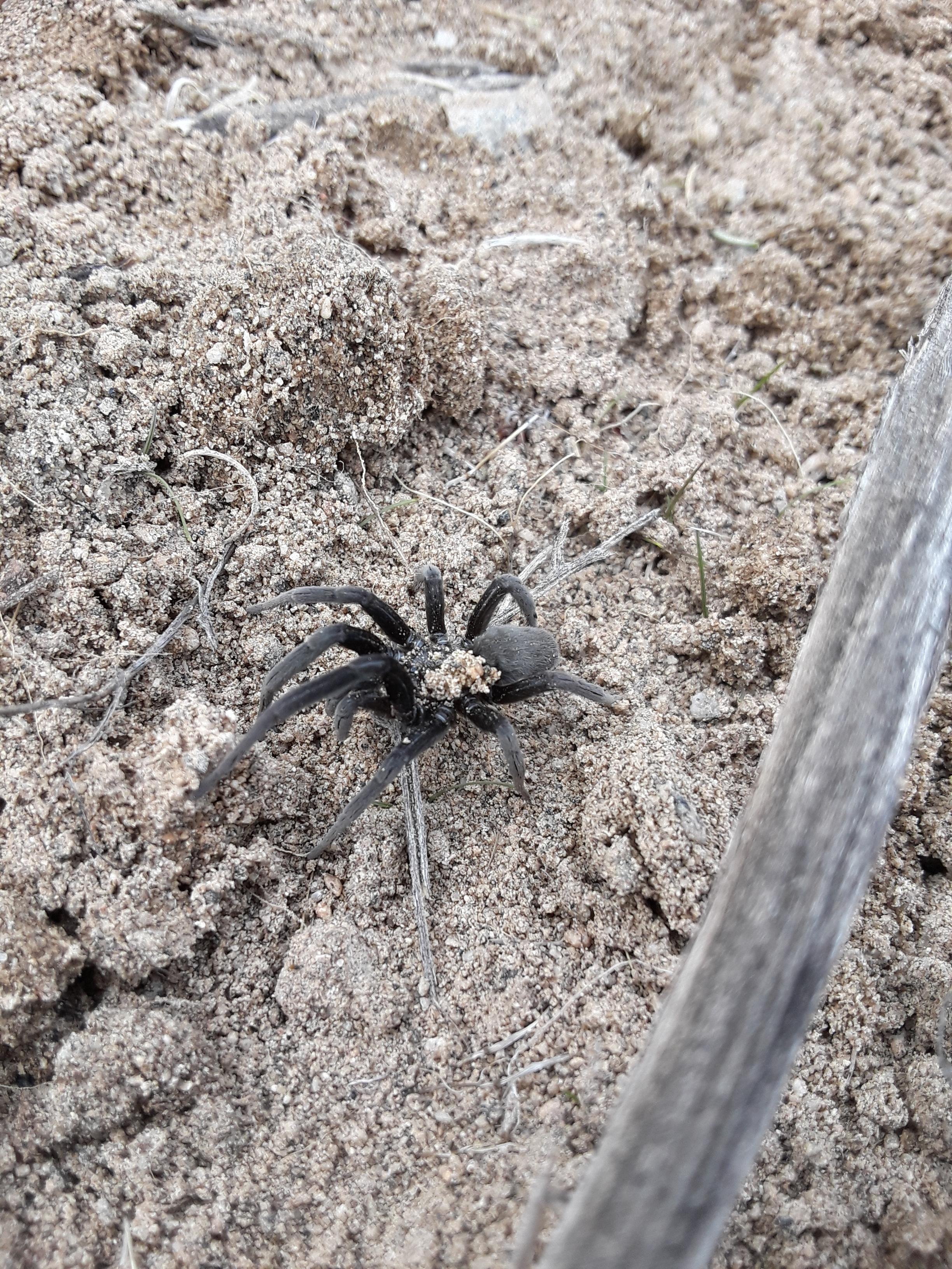 ID anyone? Found in Southern California in the Mojave desert. Looks