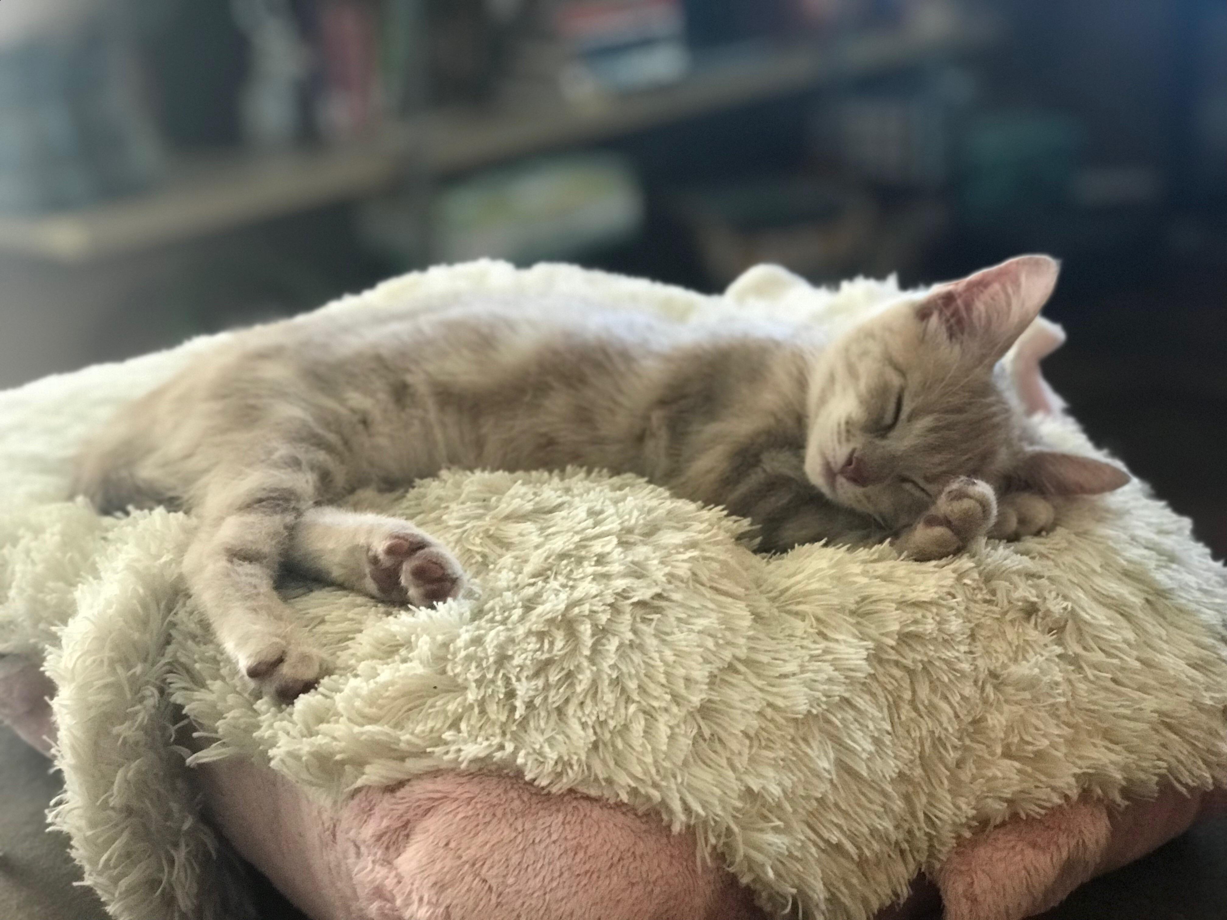 Just got my first cat. Reddit, meet Tiger Lily! r/cats