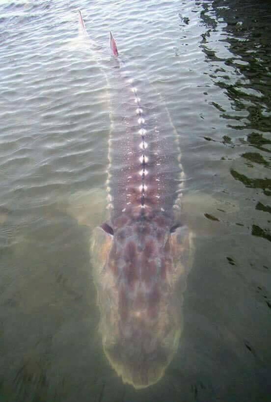 A giant sturgeon [Xpost from r/pics] r/TheDepthsBelow
