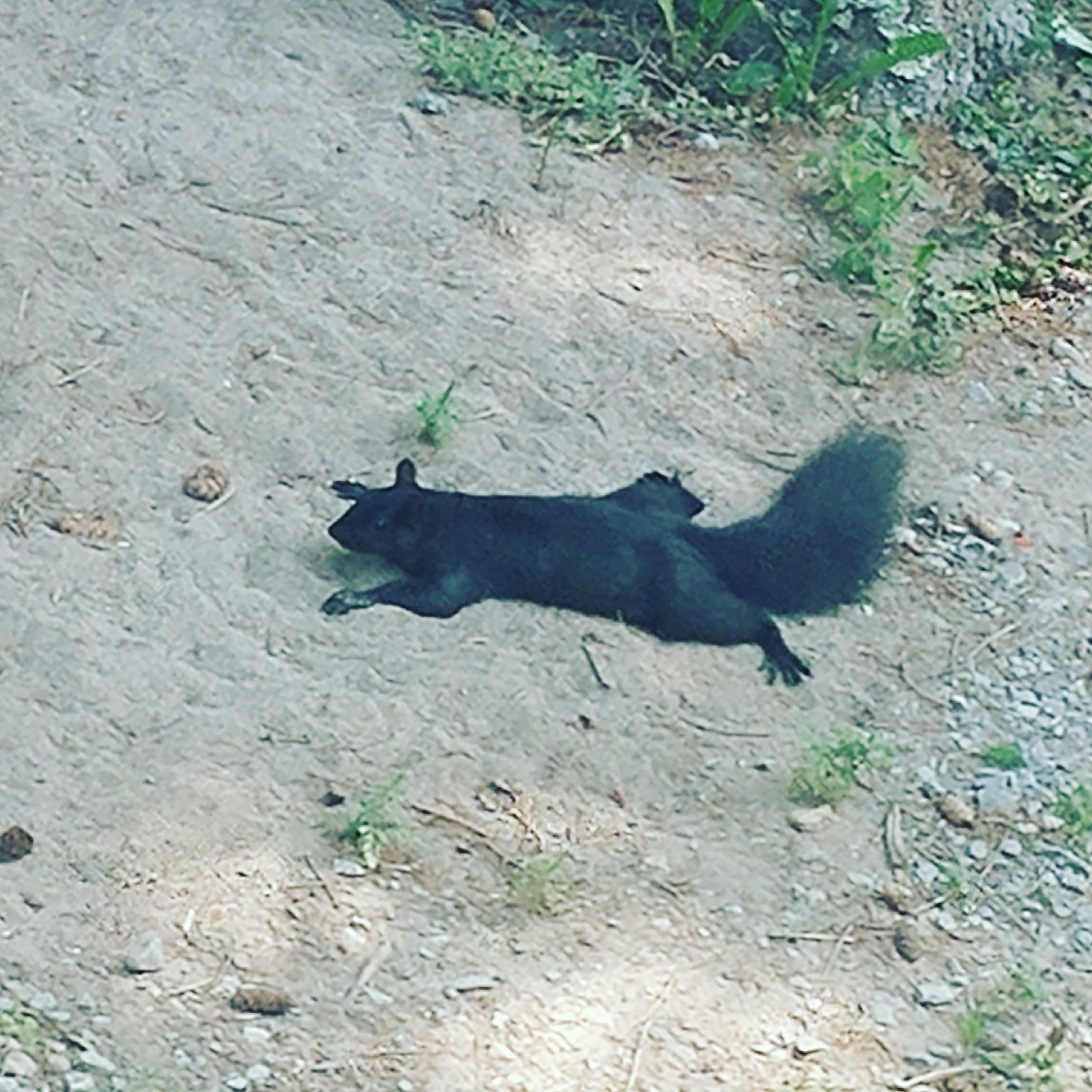 This squirrel burying his nuts. r/pics