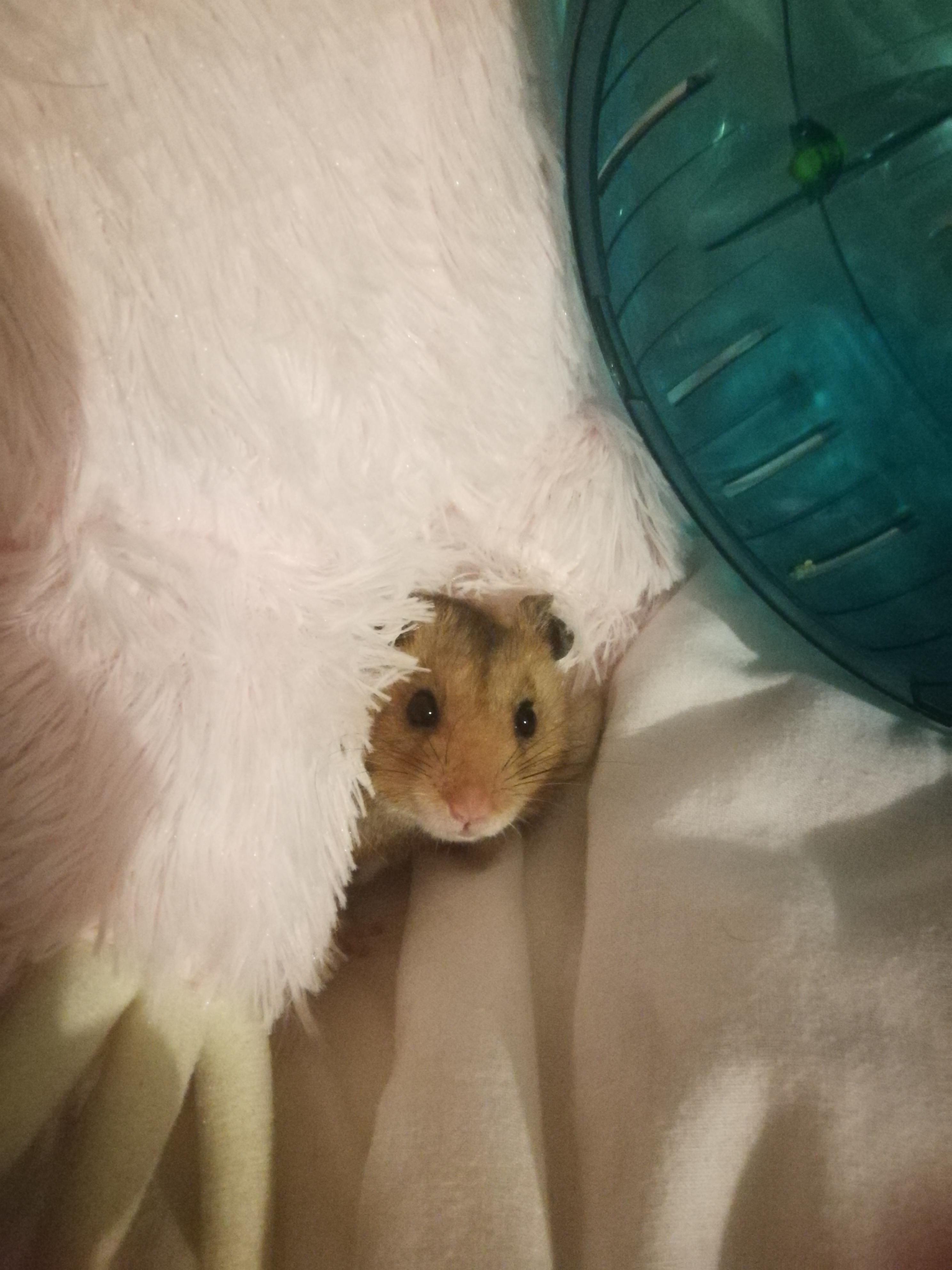 Because it brightens my day to see everyone's hammie pics I thought I'd