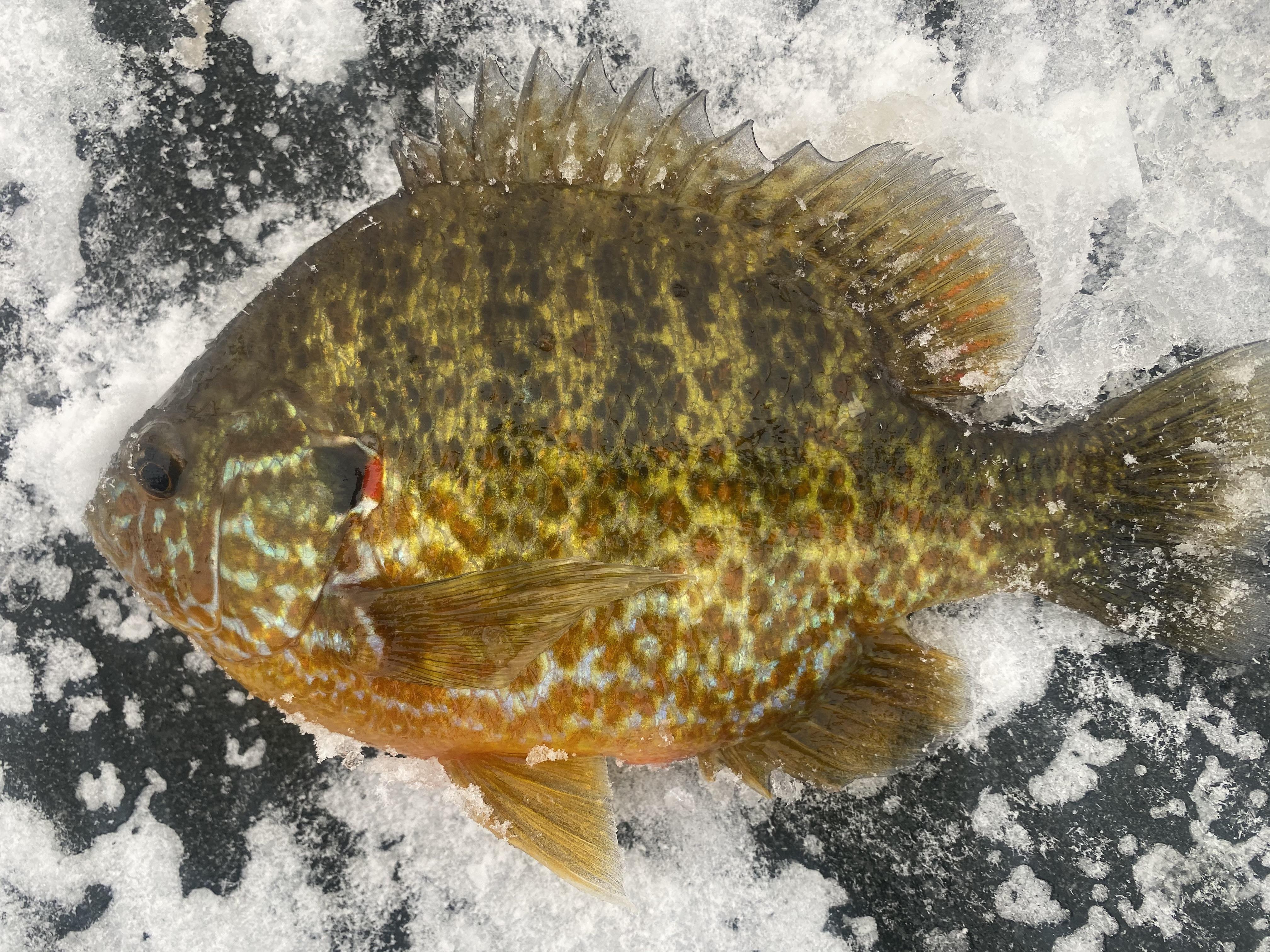 Beautiful hybrid pumpkinseed/bluegill! r/Fishing