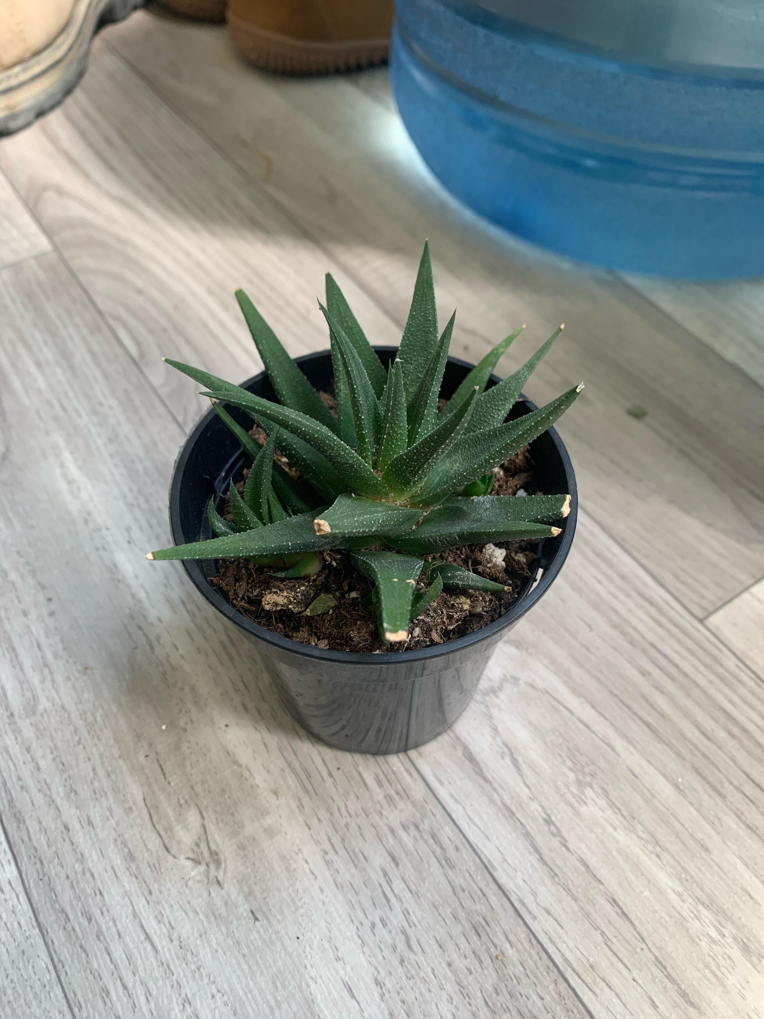 Help! What kind of plant is this?? r/succulents