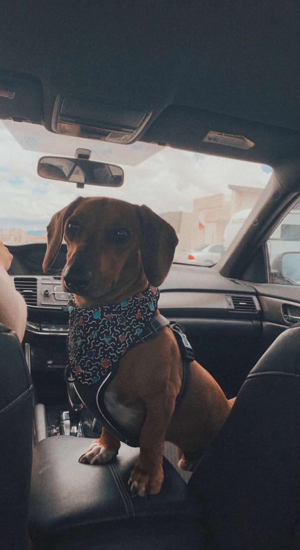 Chance loves car rides r/Dachshund