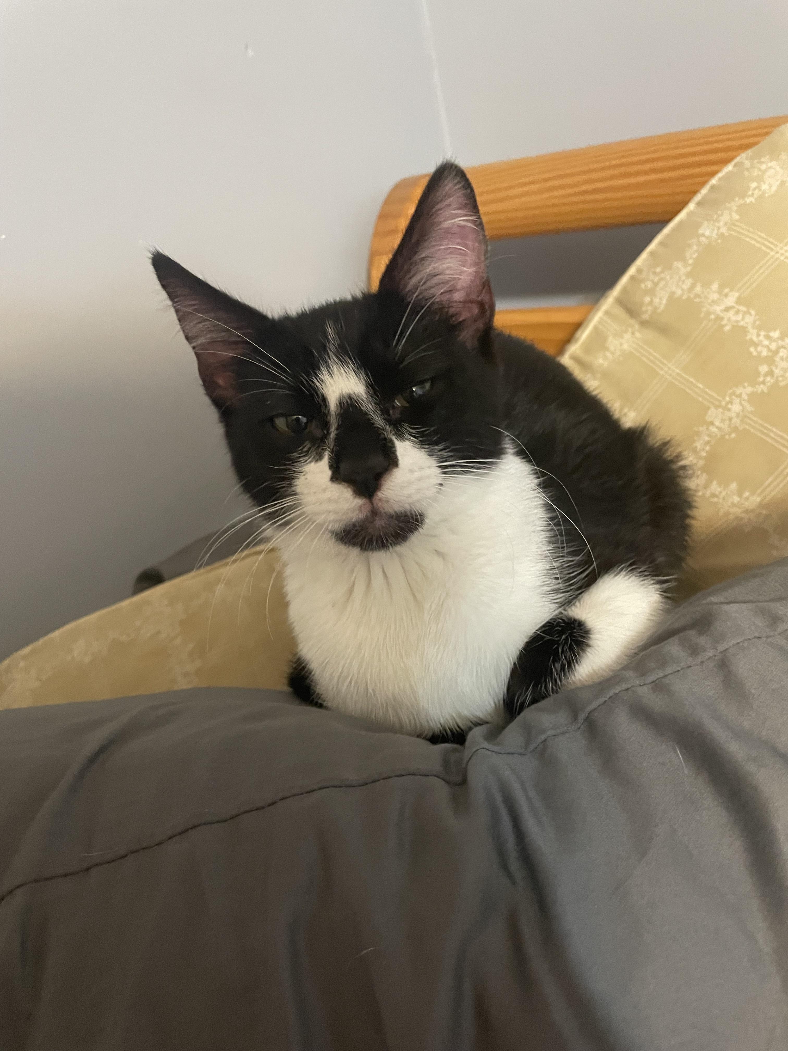 What khajiit name should I give my new cat r/ElderScrolls