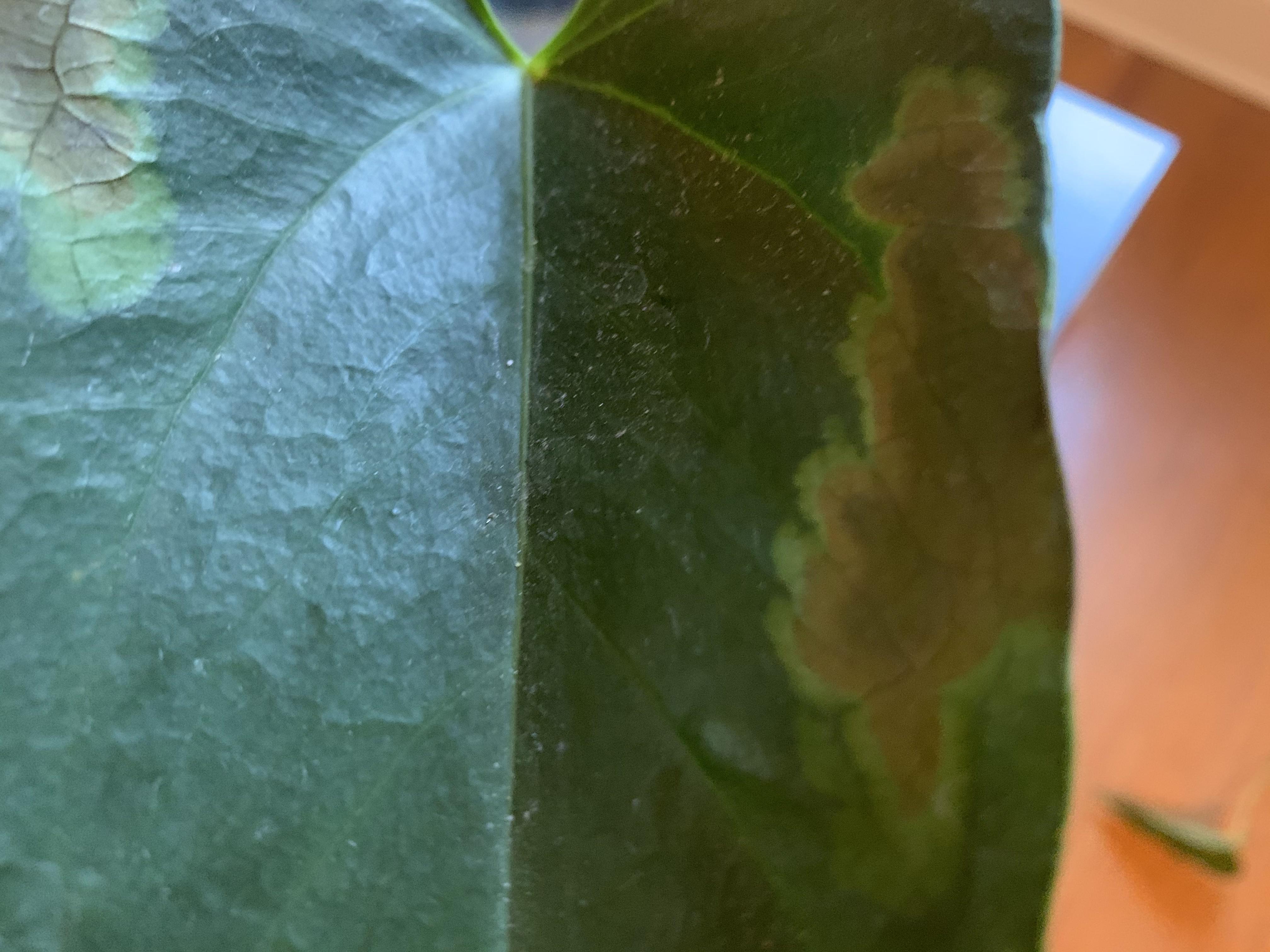 Browning on Anthurium Leaves(More in Comments) r/plantclinic