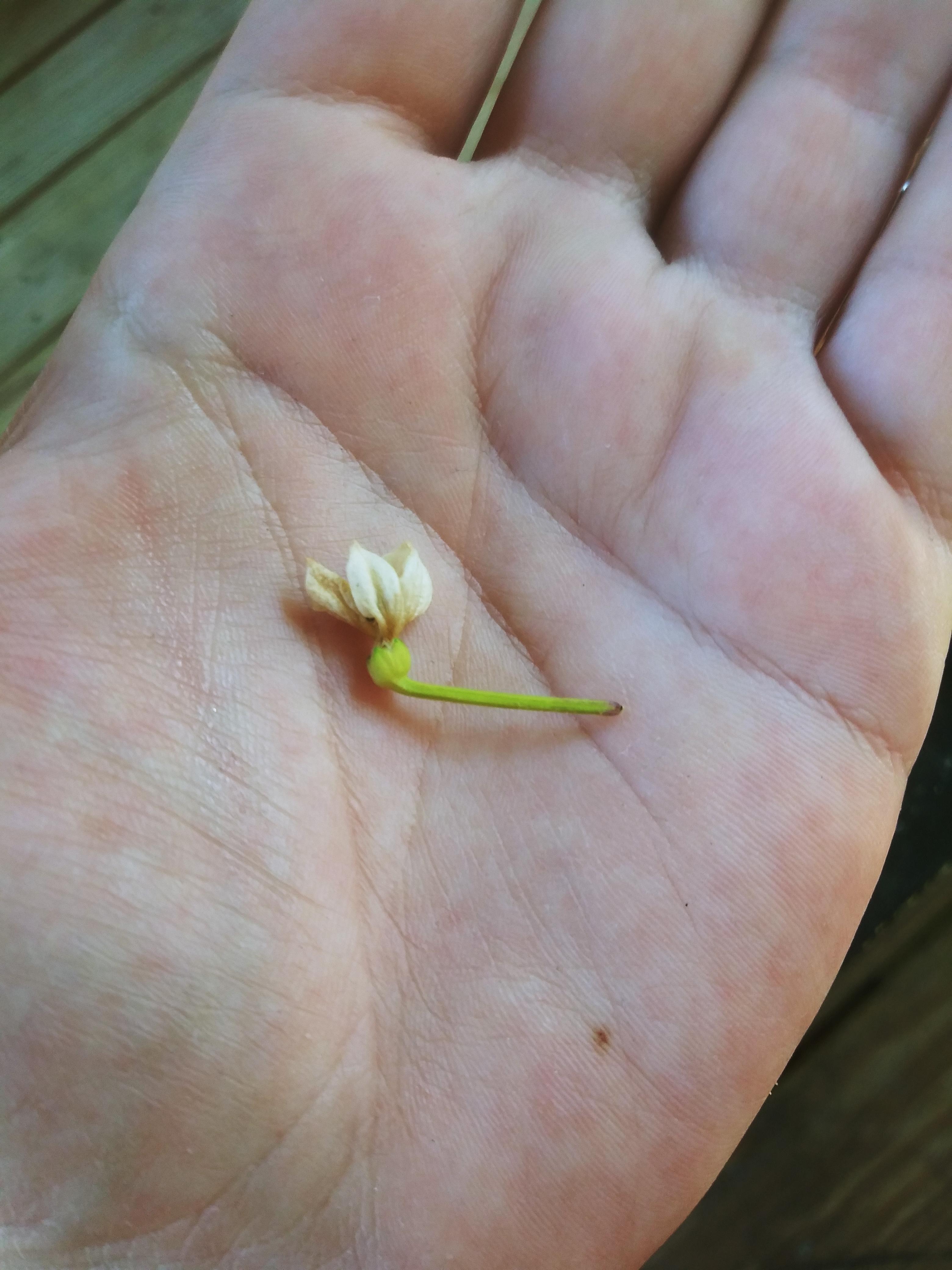 My ornamental pepper plant finally bloomed after a year, but the stems