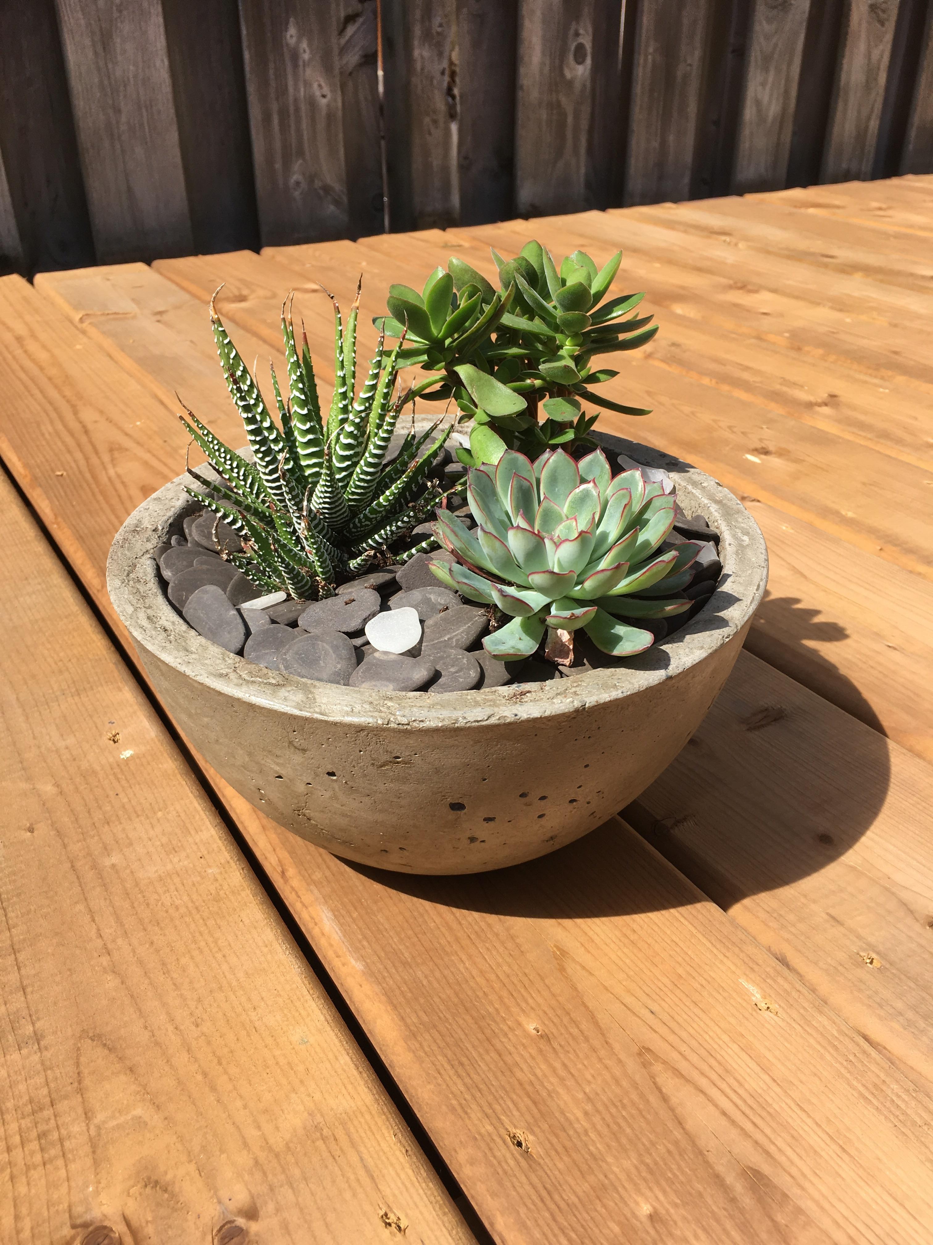 DIY succulent concrete planter from my fiancé. Let’s hope I can keep