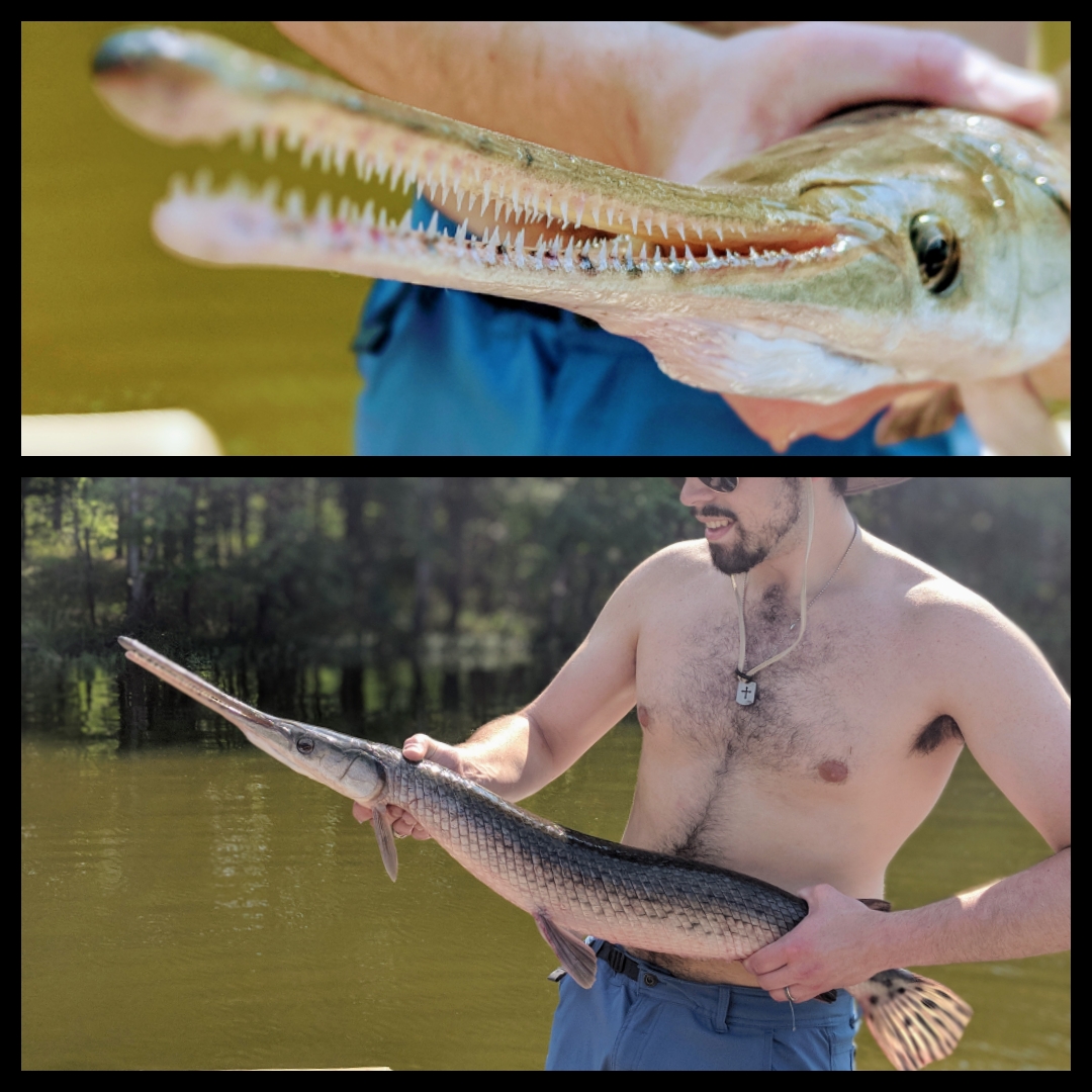 39 inch Longnose Gar. Caught on Lake Wateree, South Carolina. Only fish
