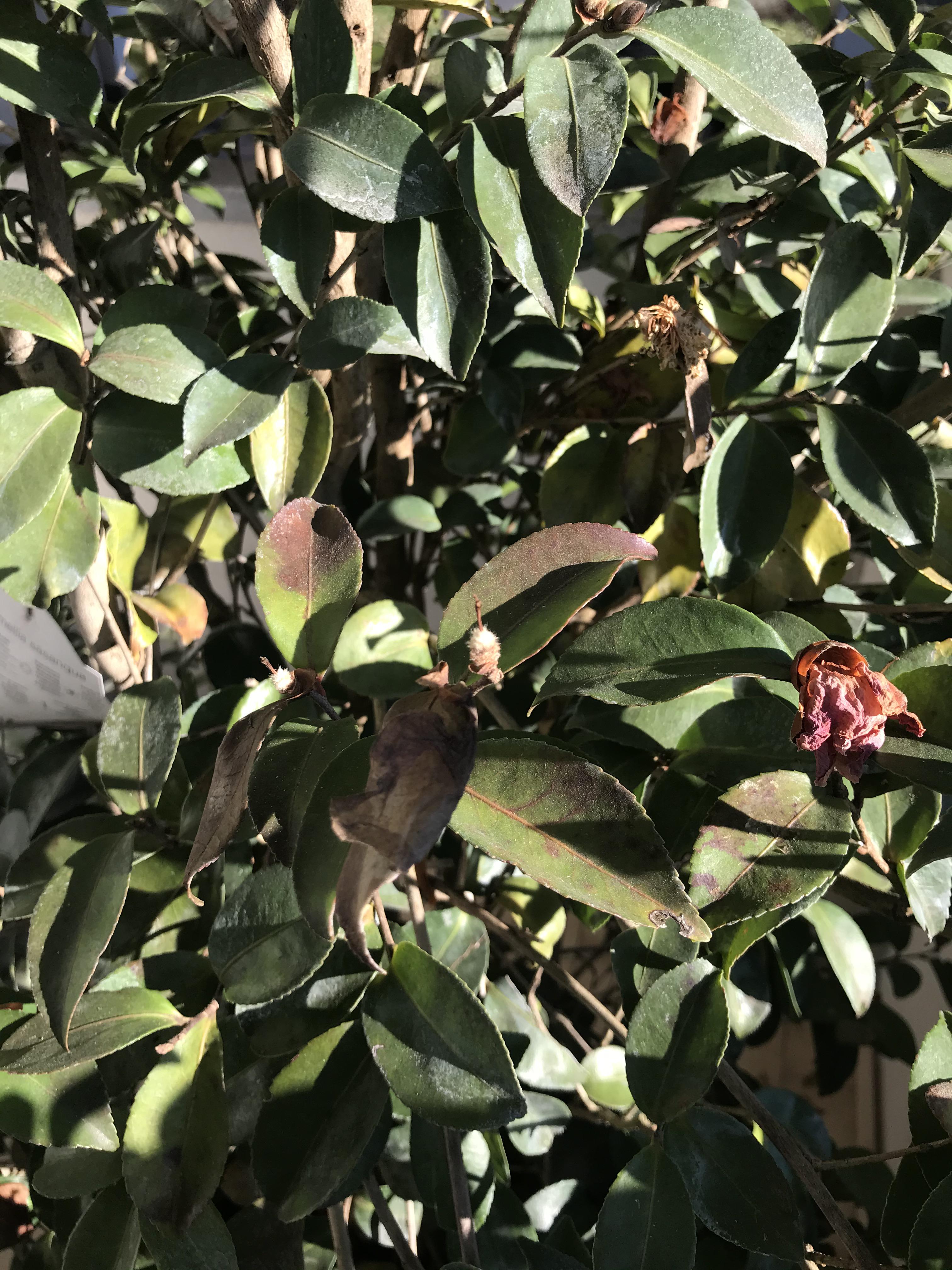 What am I doing wrong with my Camelia Sasaniqua? Leaves are partly