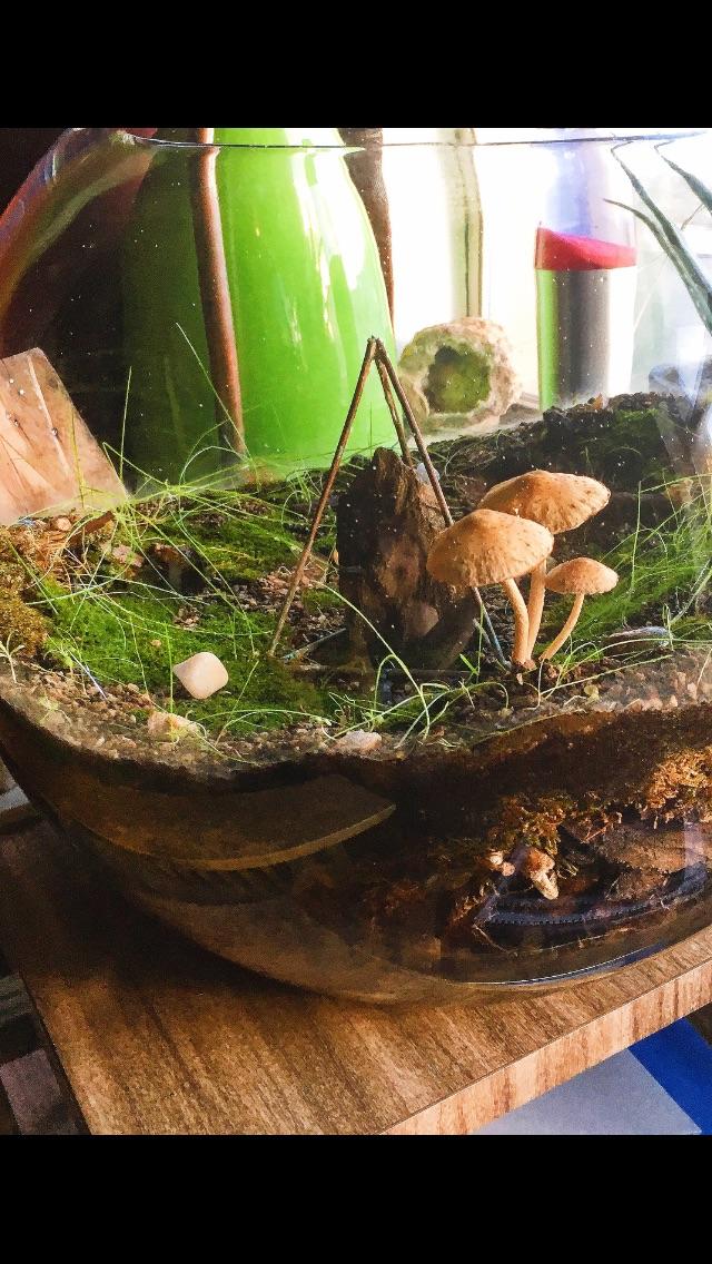 Photo of time lapse Mushrooms in Terrarium. There are also a couple of