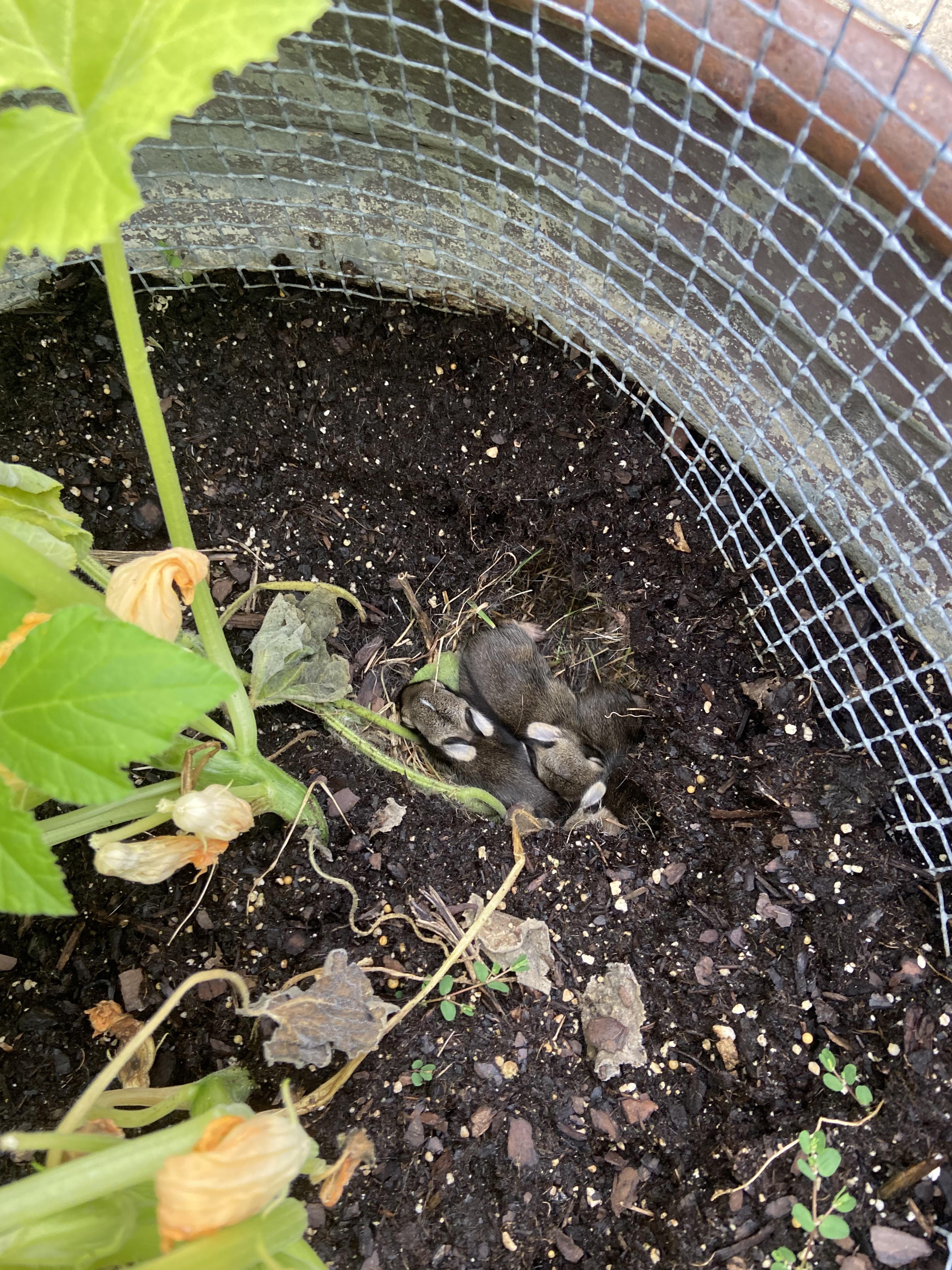 So baby bunnies appeared overnight in my squash planter… r/gardening