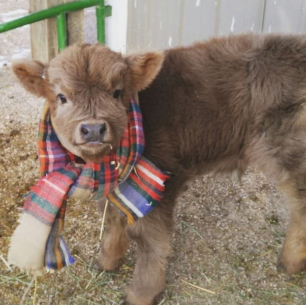This adorable baby cow is getting bundled up for the winter. r/aww