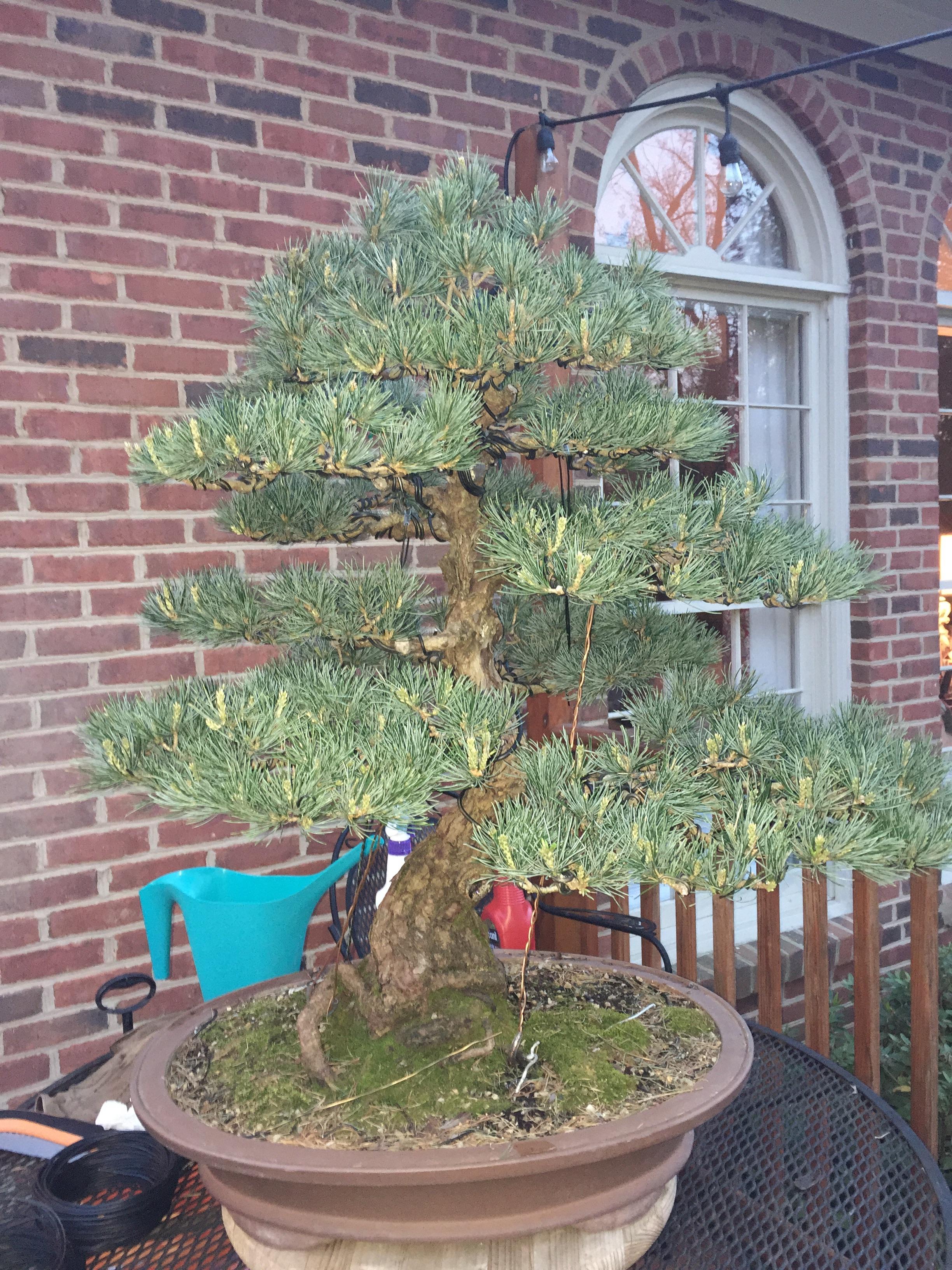 Just finished wiring a five needle pine. I must be getting old because