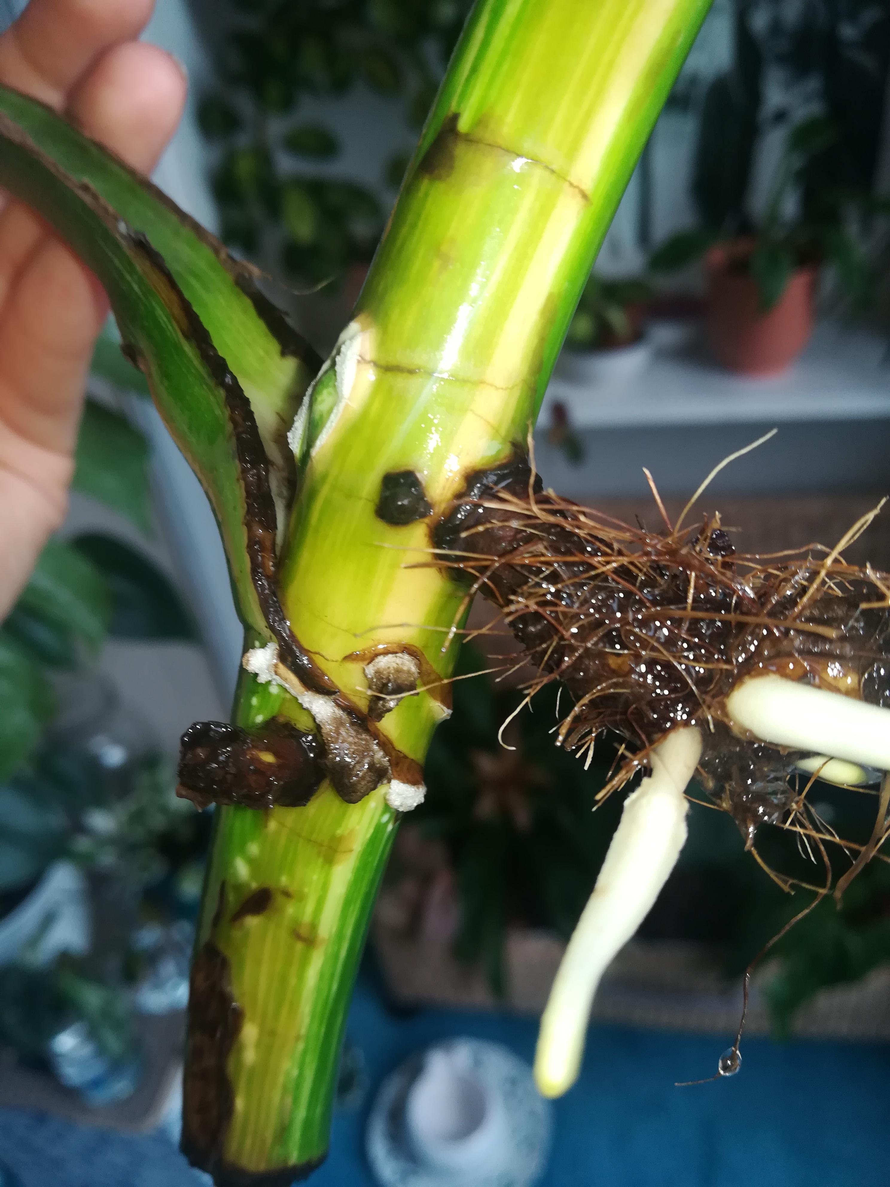 What is the white foamy growth around the eye and the ridge below it