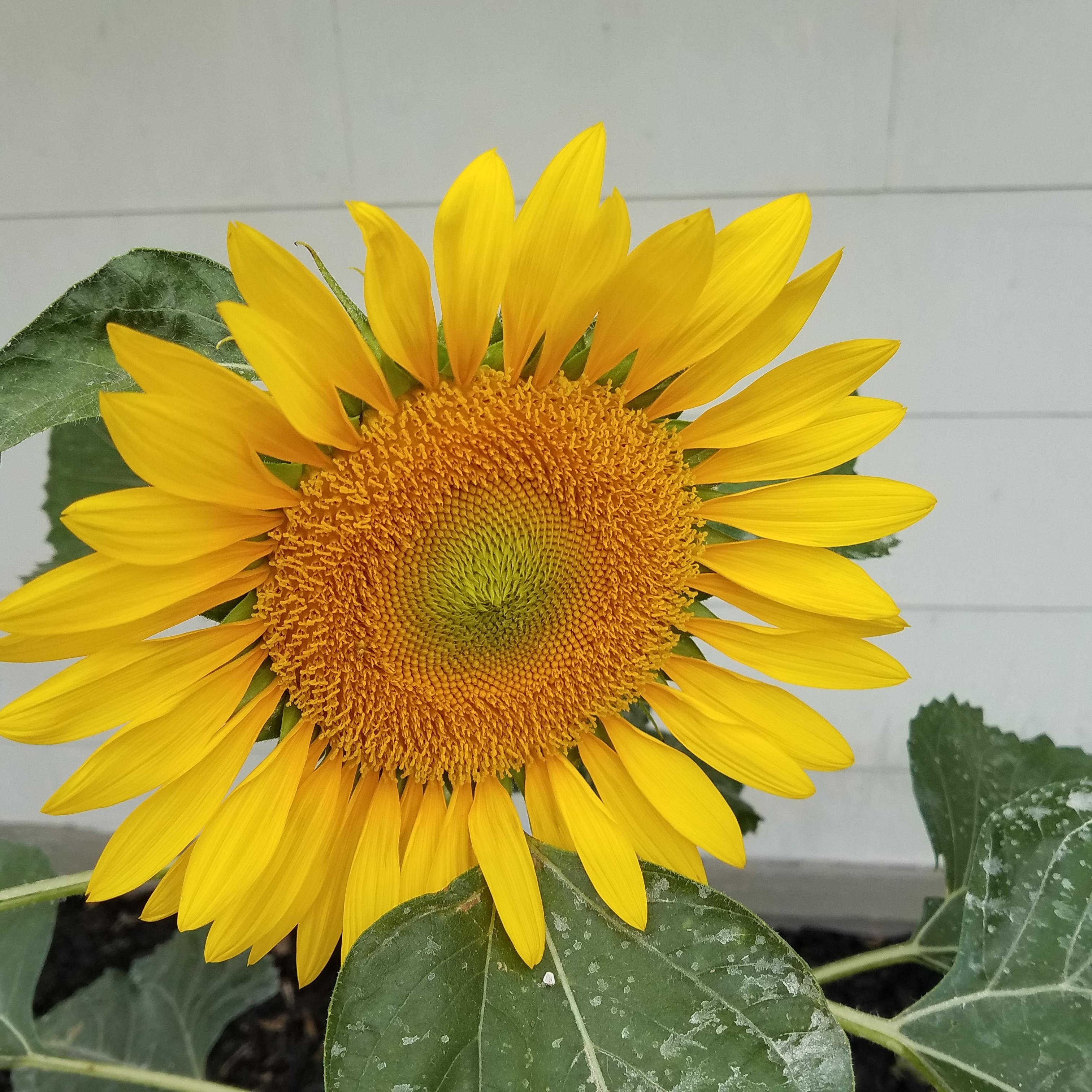 Got a sunflower growing under my bird feeder and it's making such a