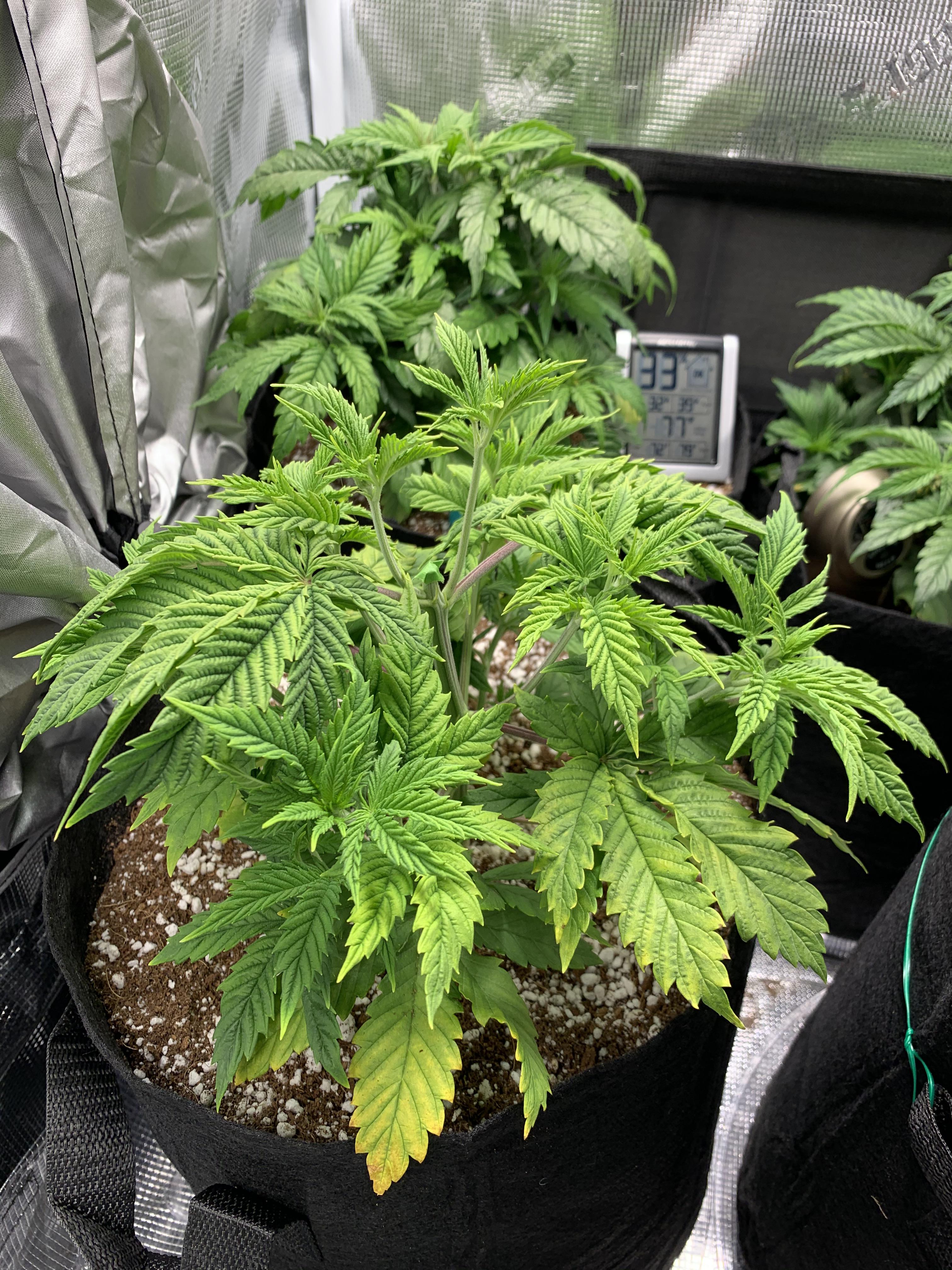My plant is light green and the leaves are yellowing starting from the