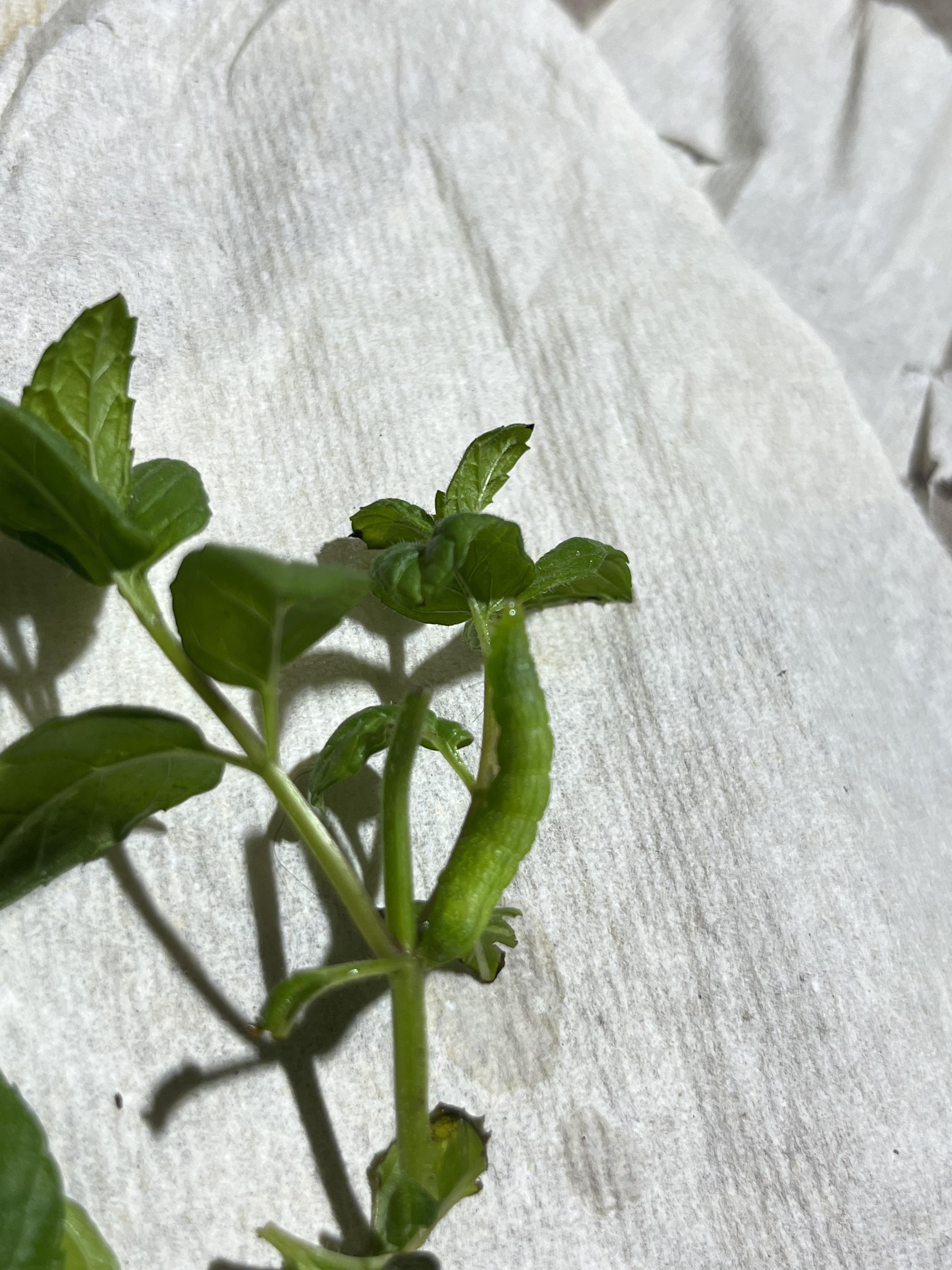This little guy keep eating my plants! r/gardening