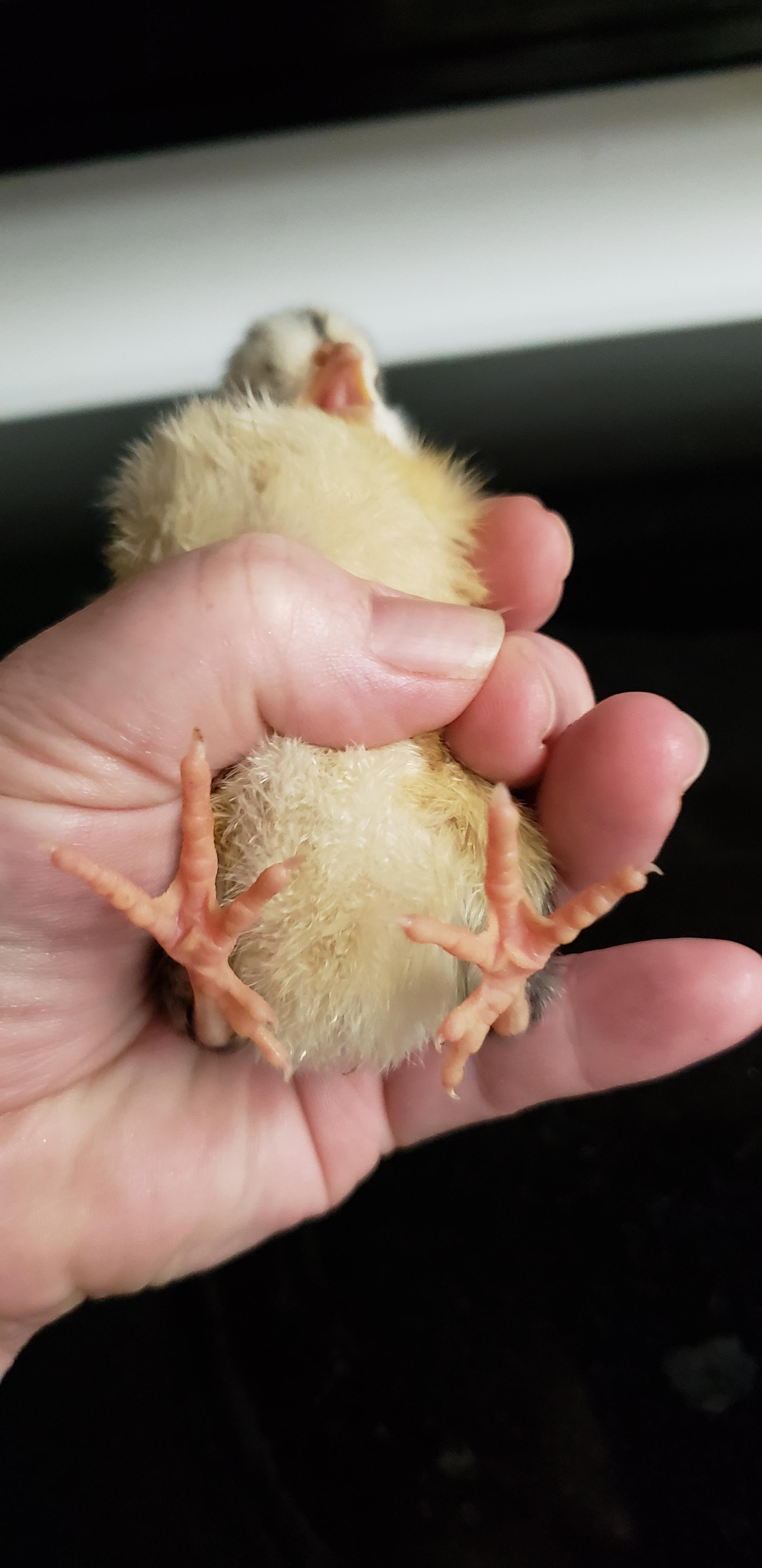 This chick has 5 toes. Wait a minute...... r/chickens