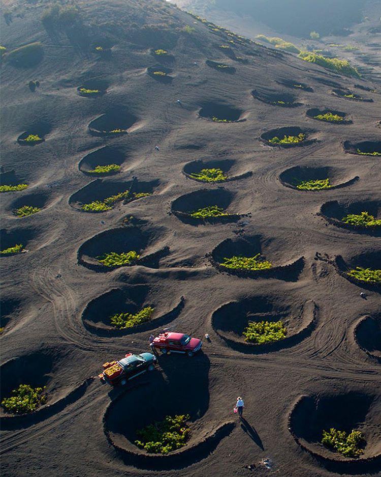 Harvesting grapes for wine in the volcanic soils of Lanzarote, in the