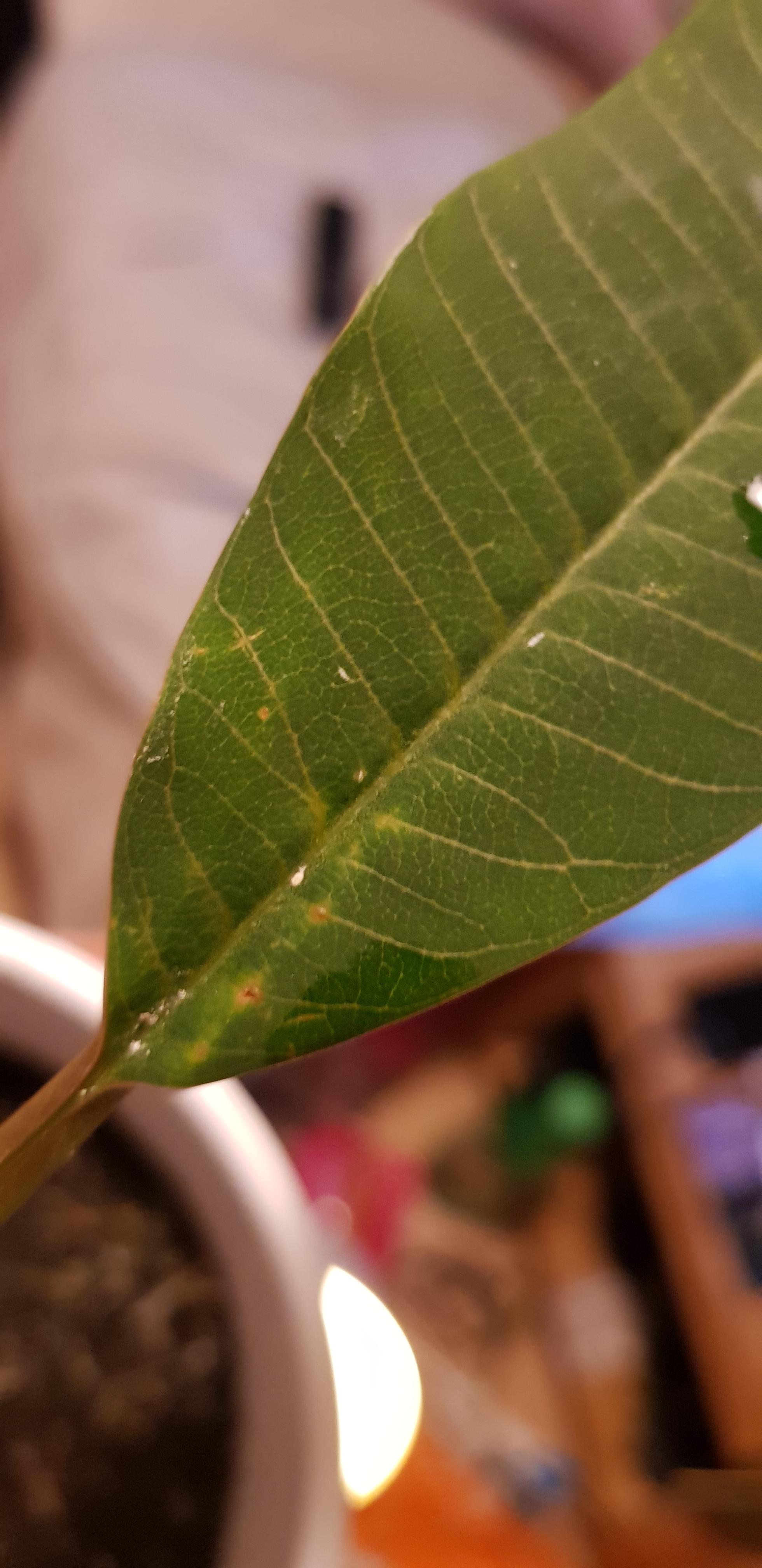 Strange white dots all over the leaves! On top and underneath the leave