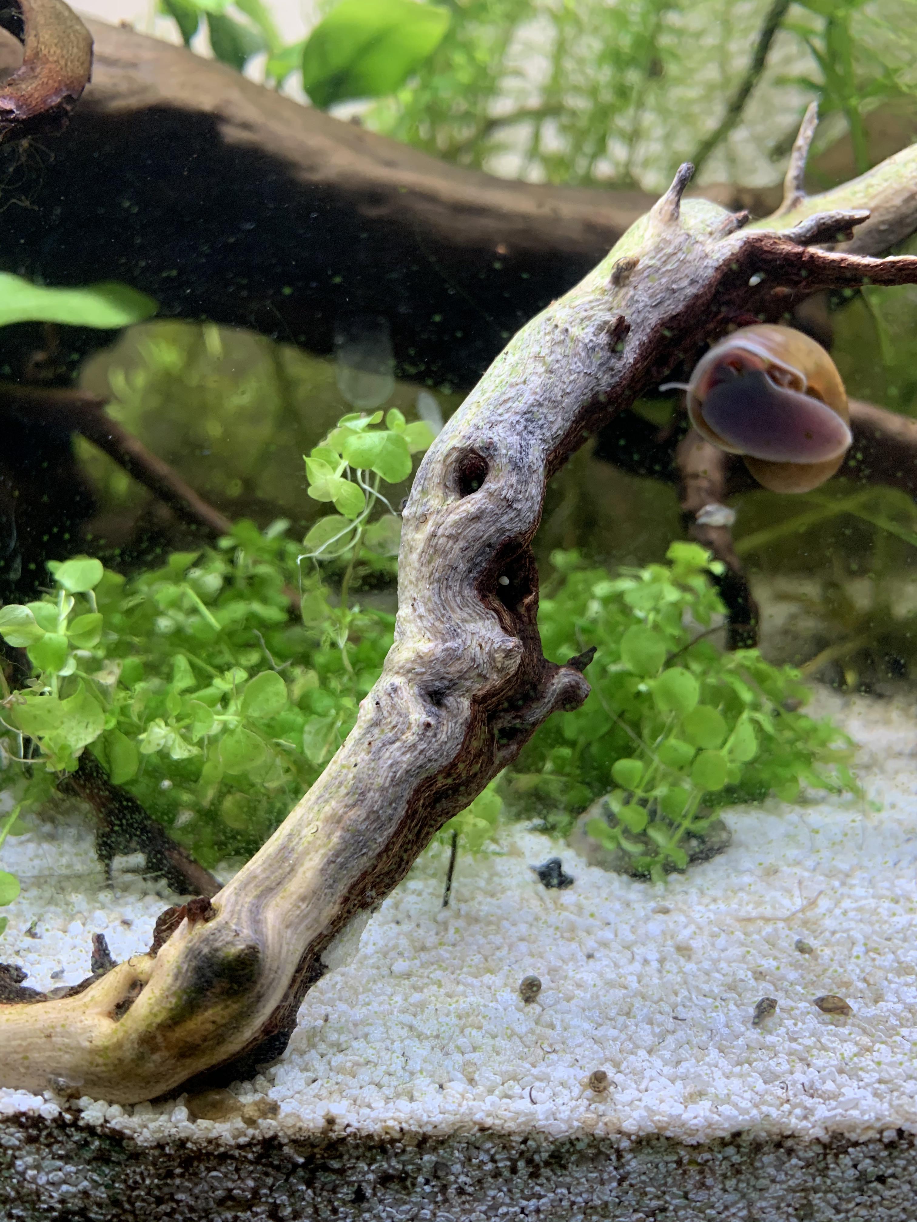 Anyone know why my wood is turning black? Its not fuzzy like black