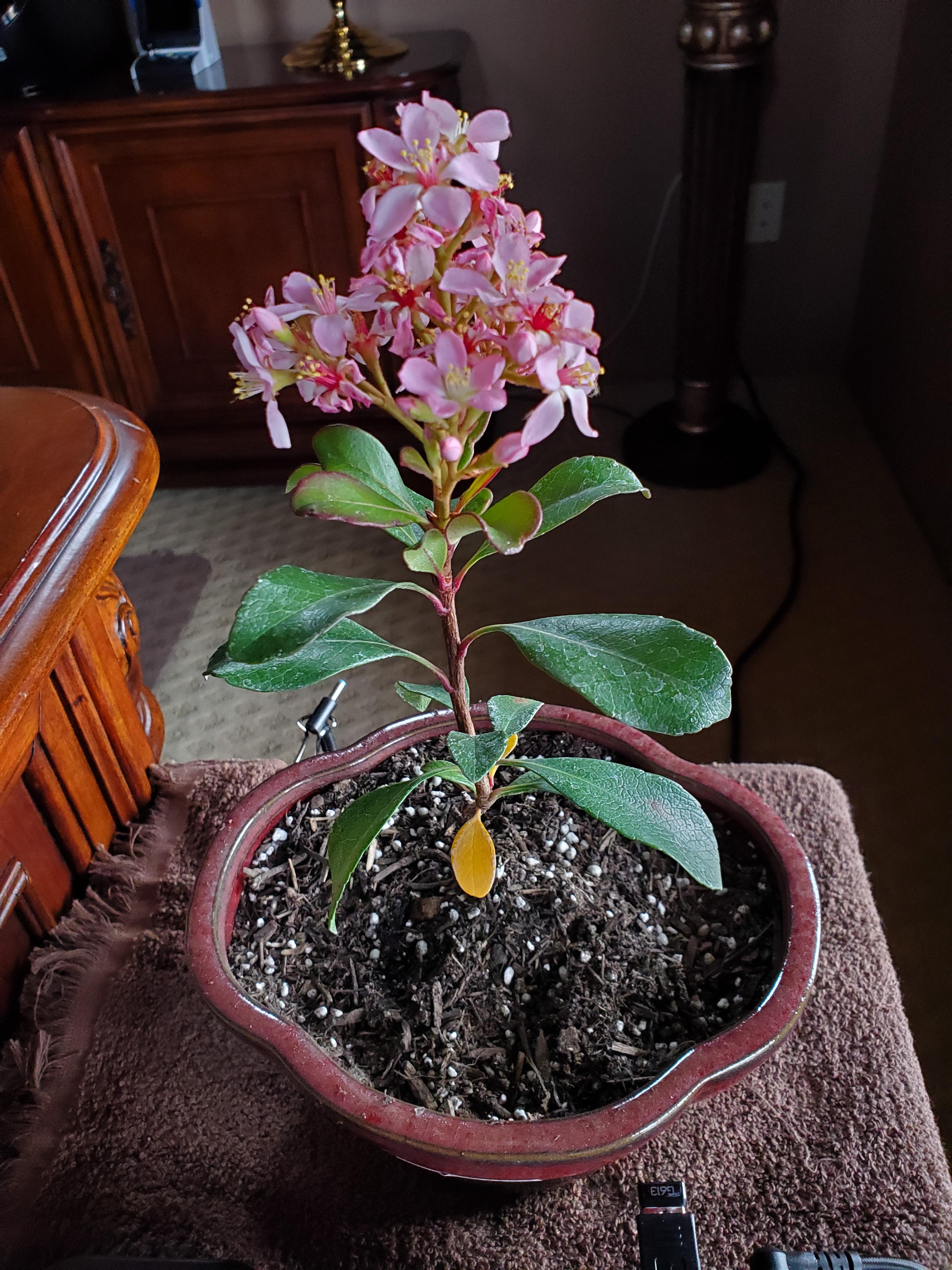 First Bonsai Tree, noticed leaves are turning yellow. Thoughts? r/Bonsai