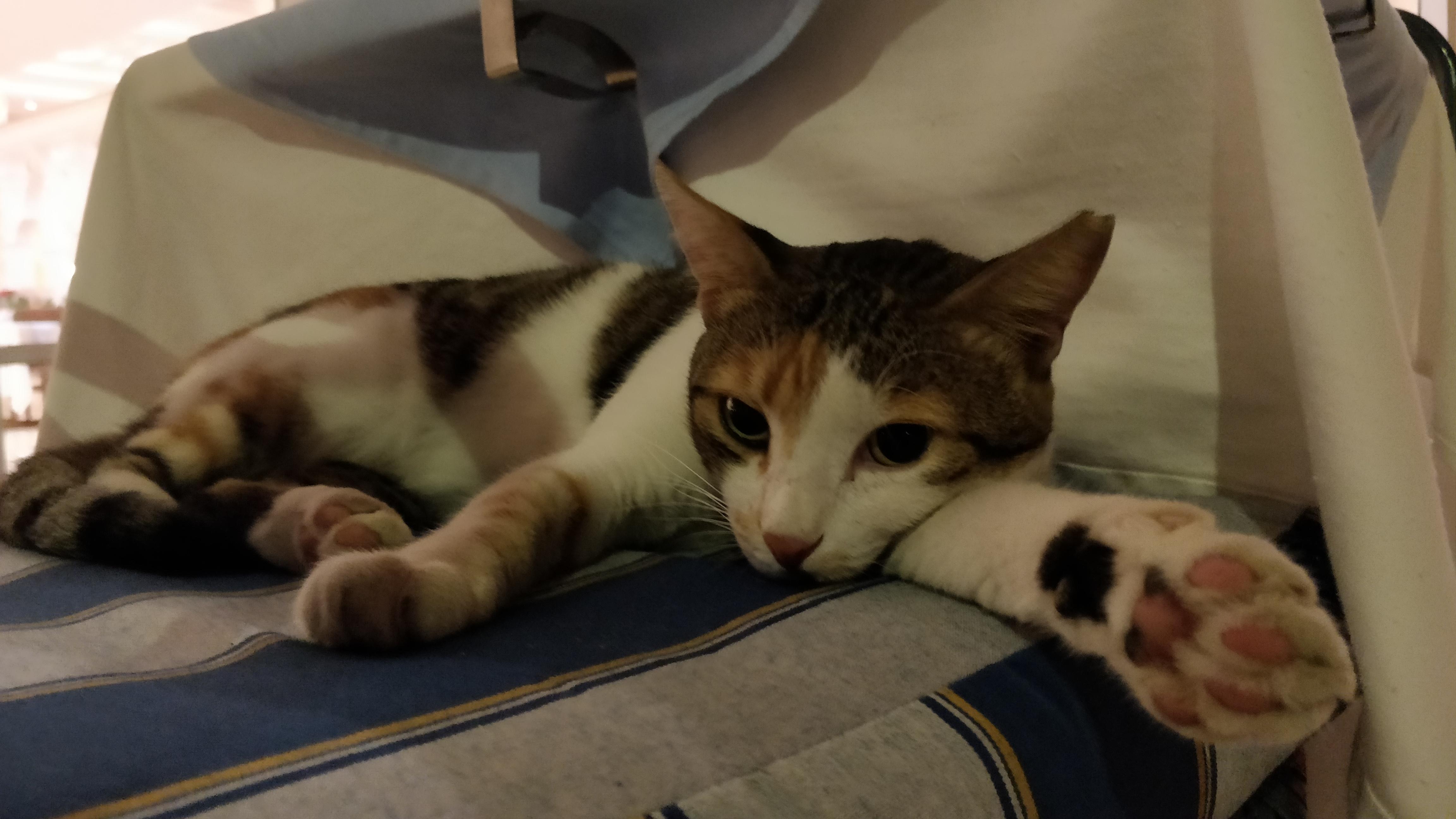 This hotel cat r/aww