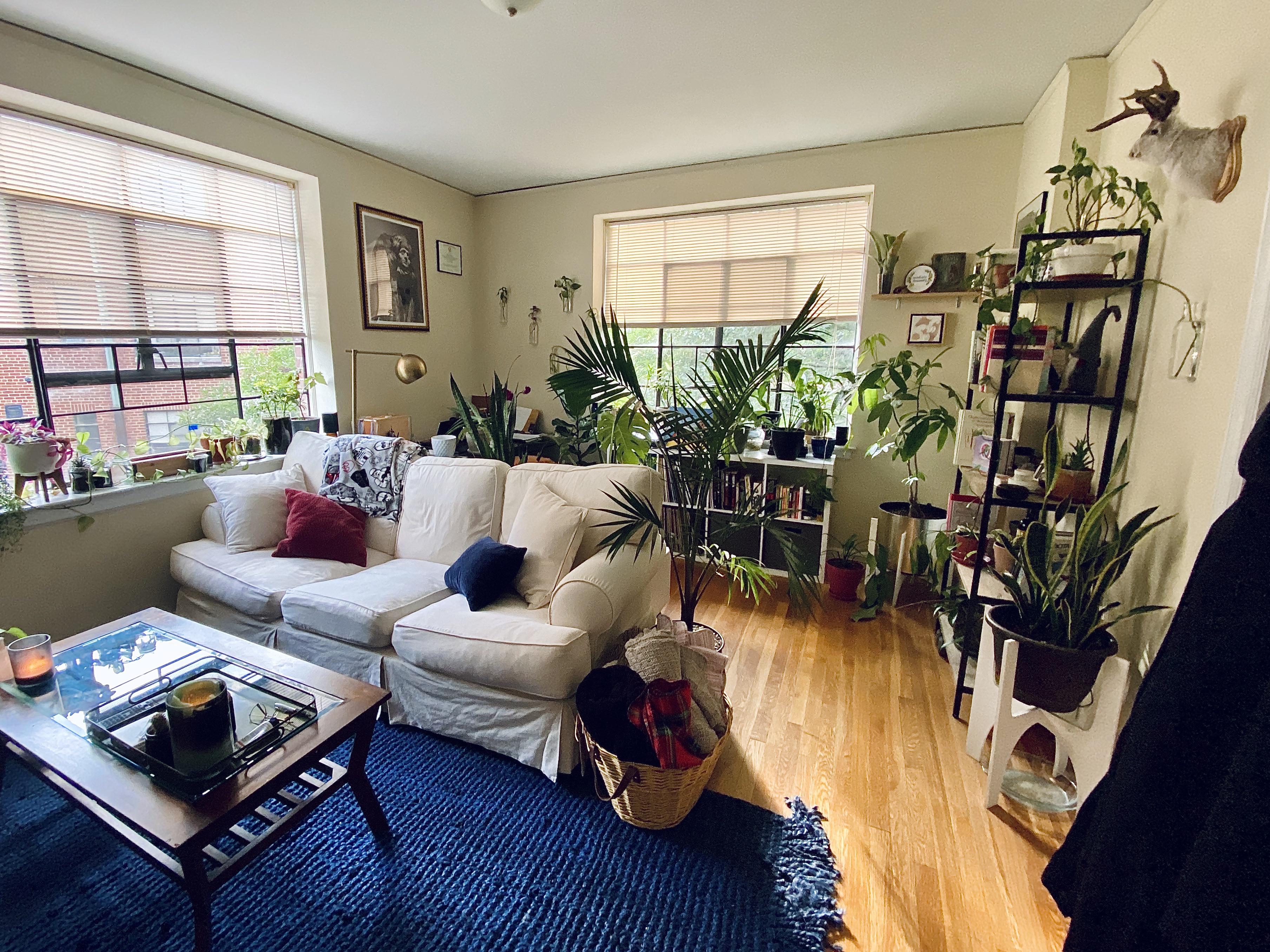 The garden is slowly overtaking my living room.