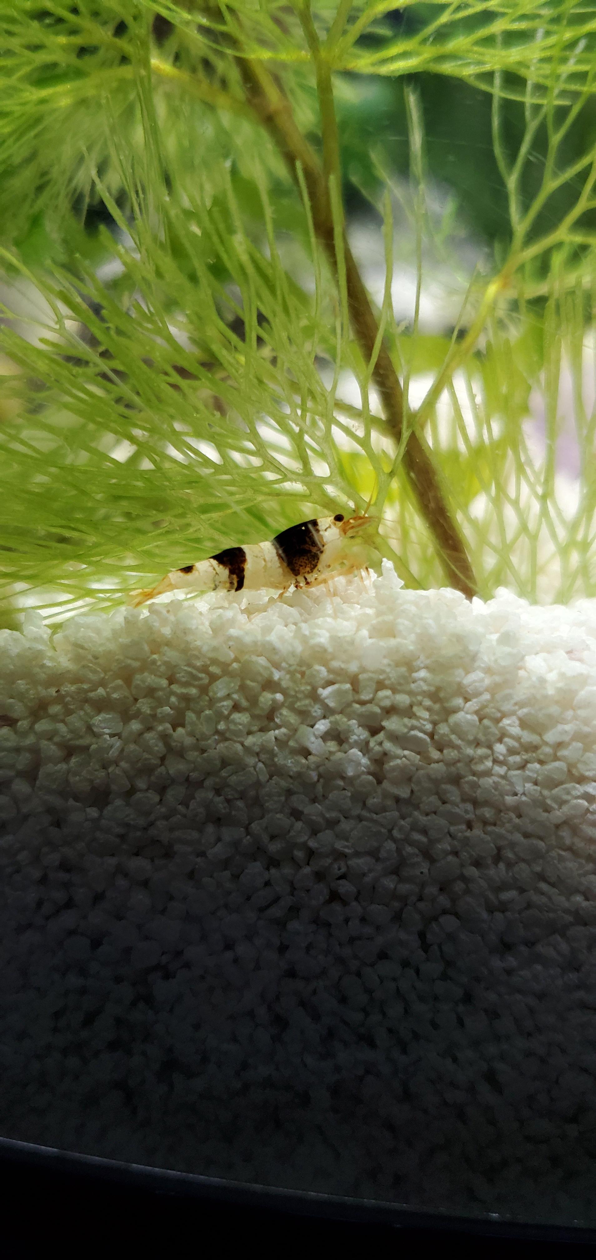 I adore my sweet shrimp babies. (I move plants around to provide extra